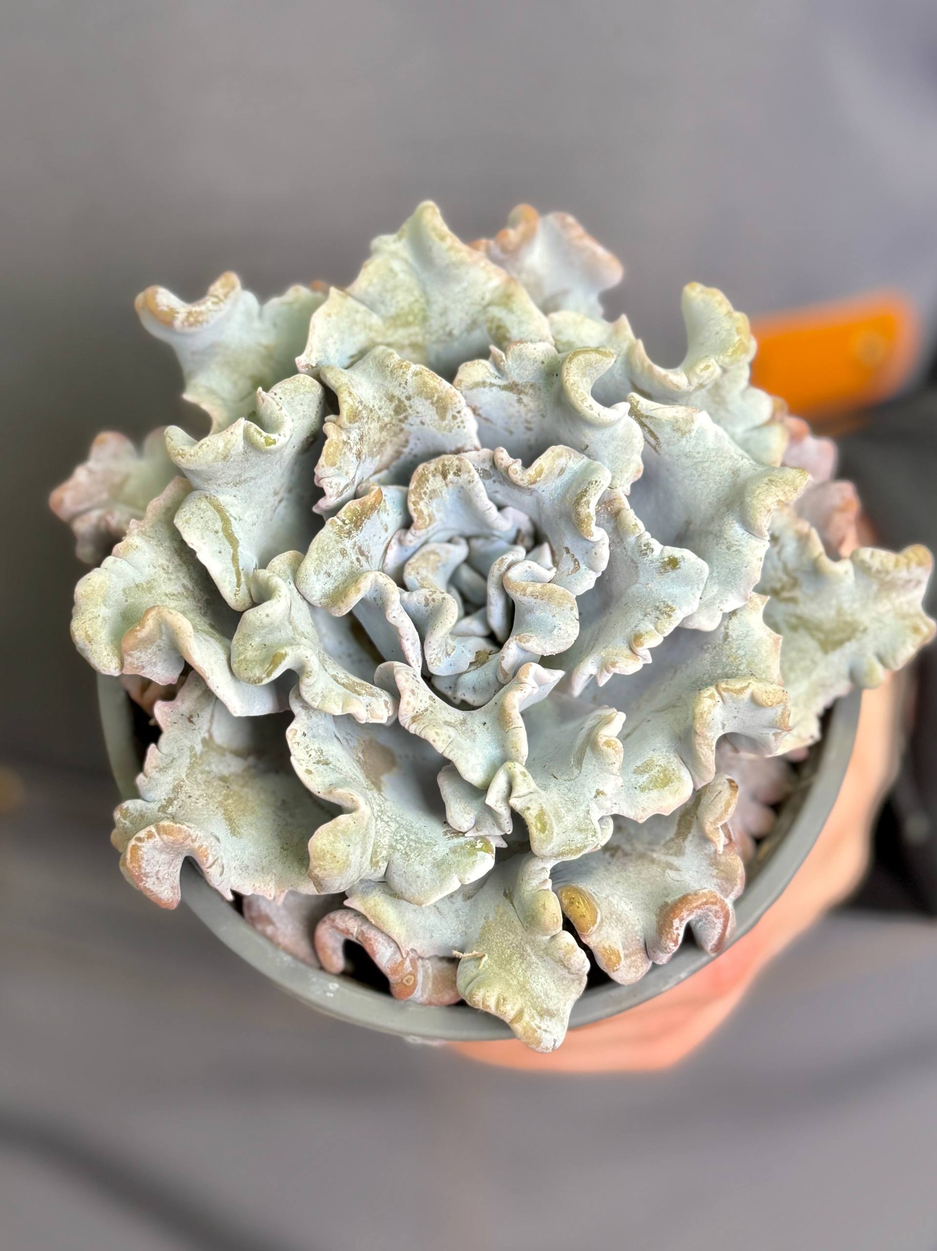 Эхеверия Криспата Бьюти (Echeveria Crispate Beauty) D10см