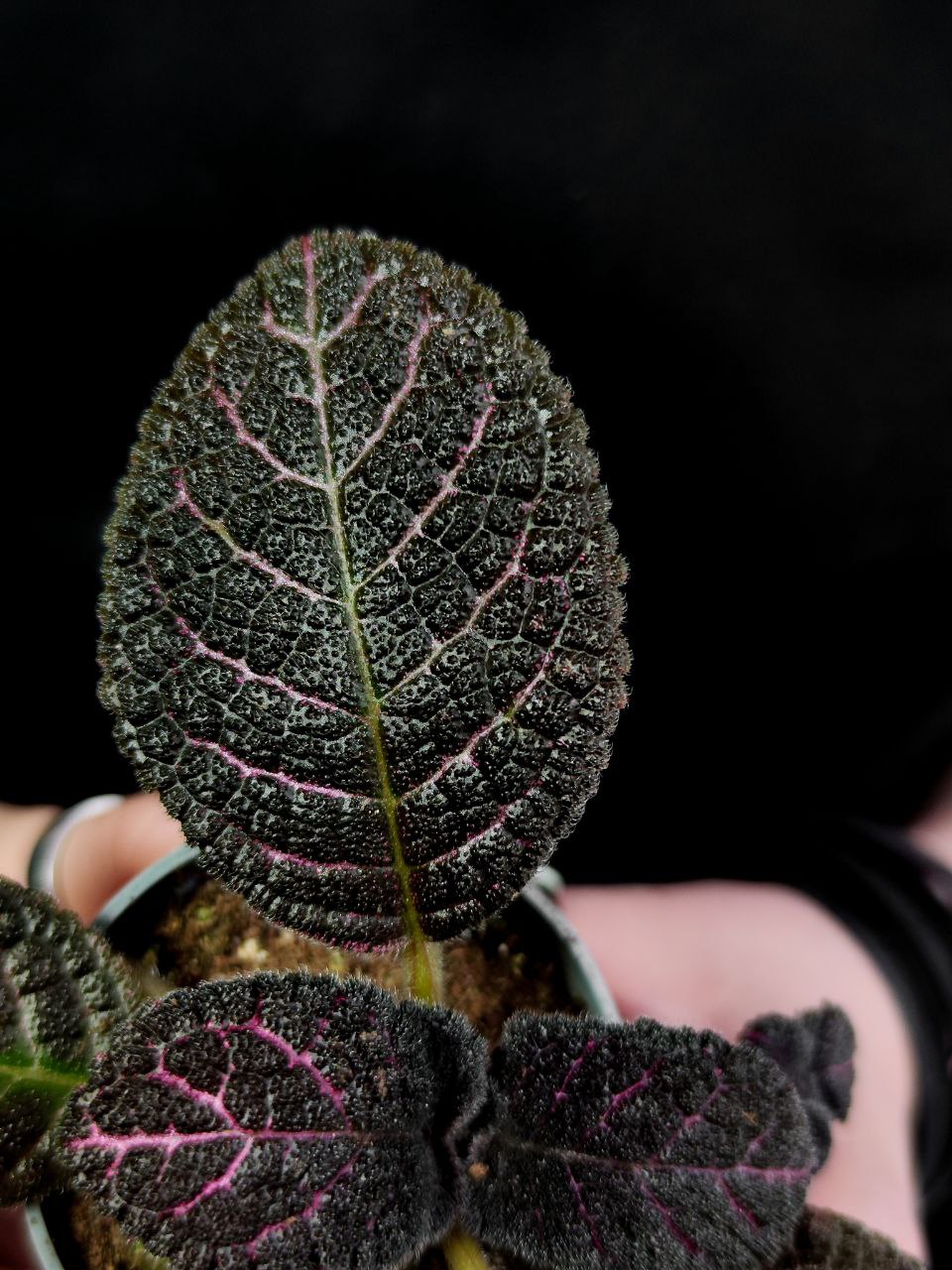 Эписция Медно-Красная (Episcia Cupreata Copper) D6см