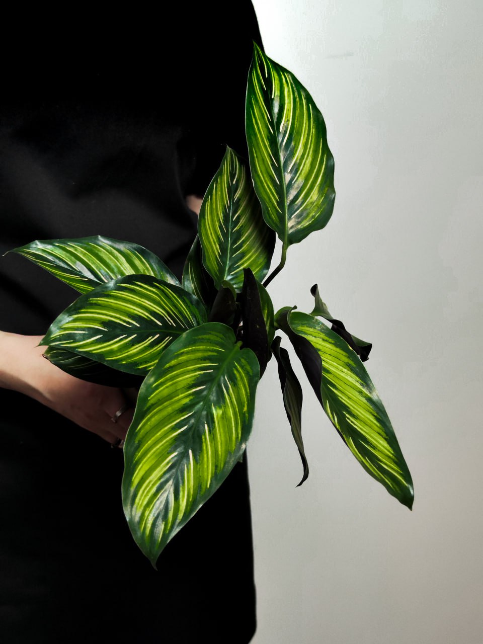 Калатея Бьюти Стар (Calathea Beauty Star) D11 см