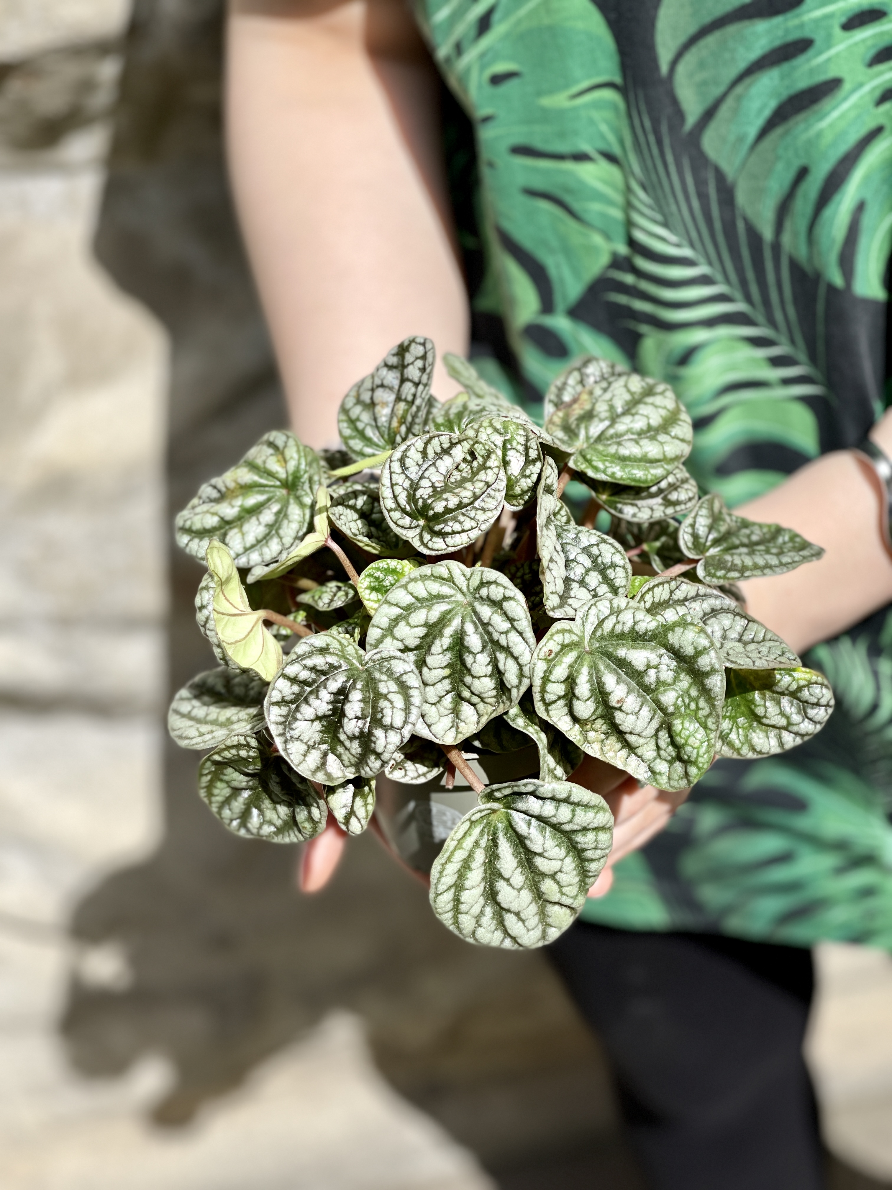 Пеперомия Сморщенная Бурбелла (Peperomia Сaperata Burbella) D11см