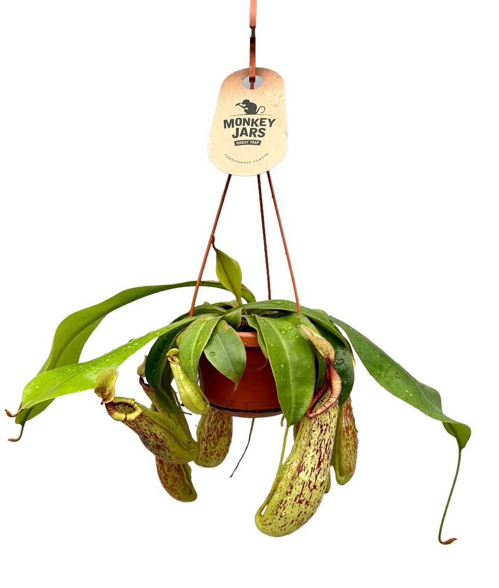 Непентес Мохито (Nepenthes Mojito) D14см
