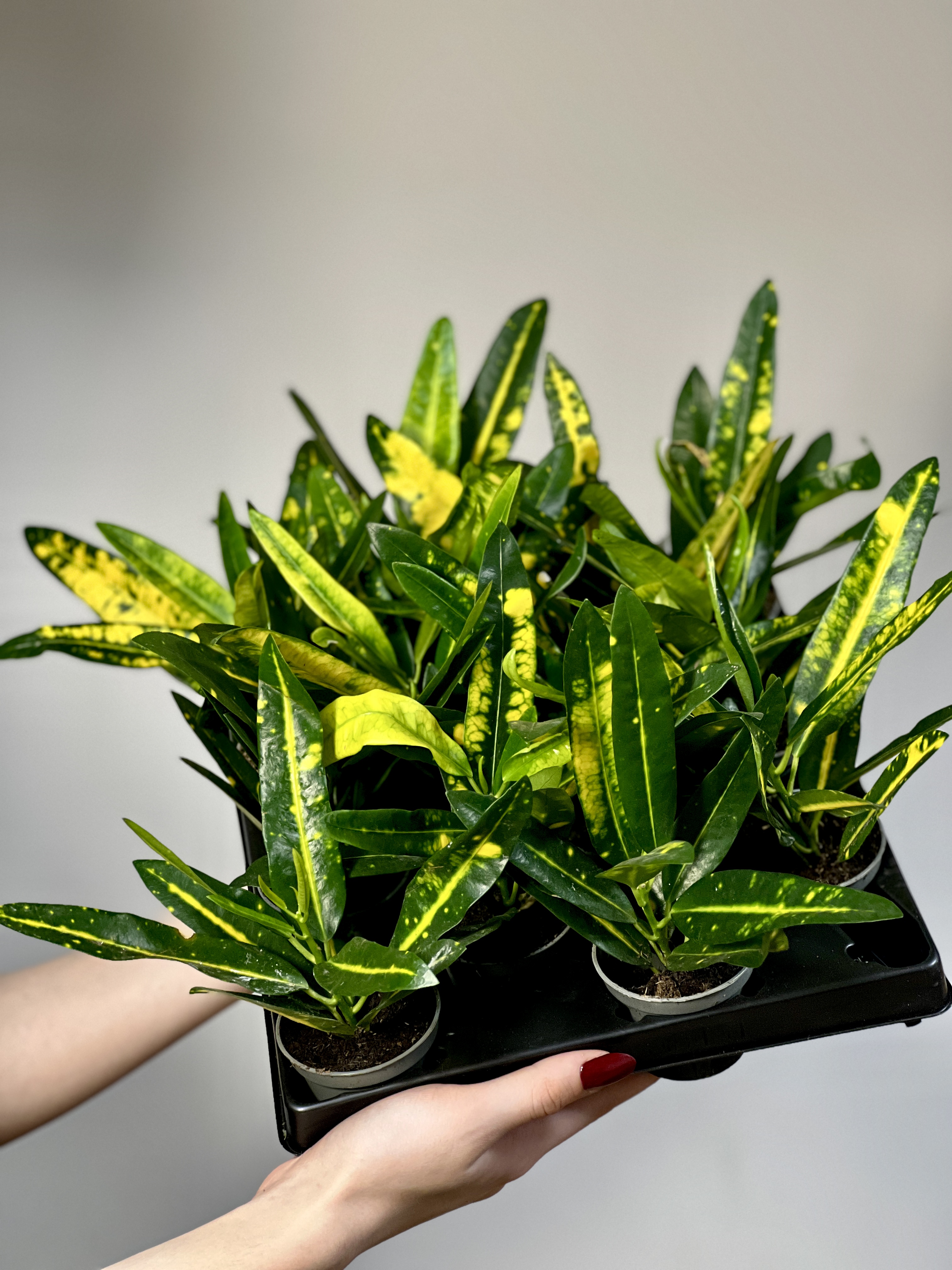 Кодиеум (Кротон) Санни Стар (Codiaeum Variegatum Sunny Star) D6см