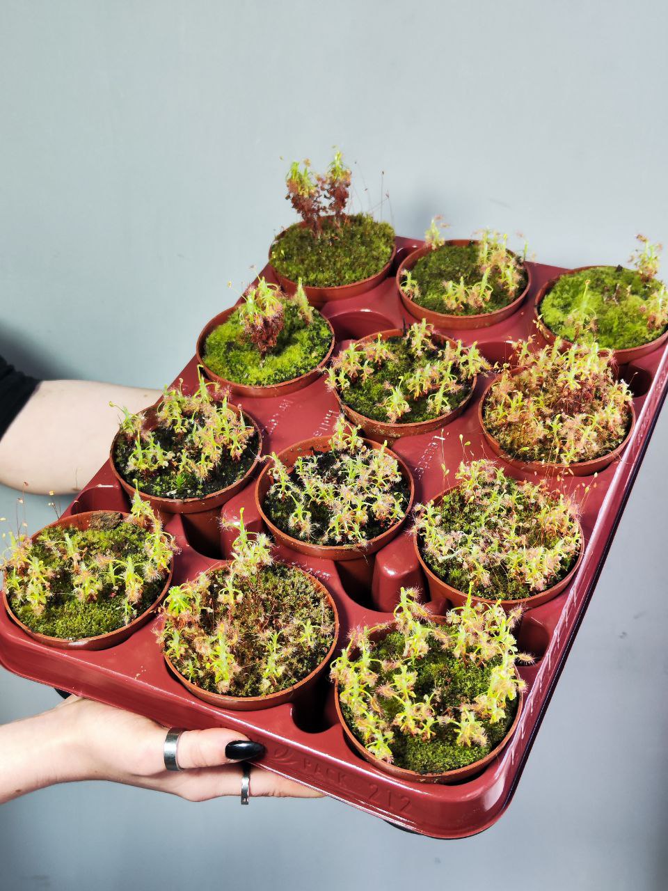 Росянка Скорпион (Drosera Scorpioides) D9см