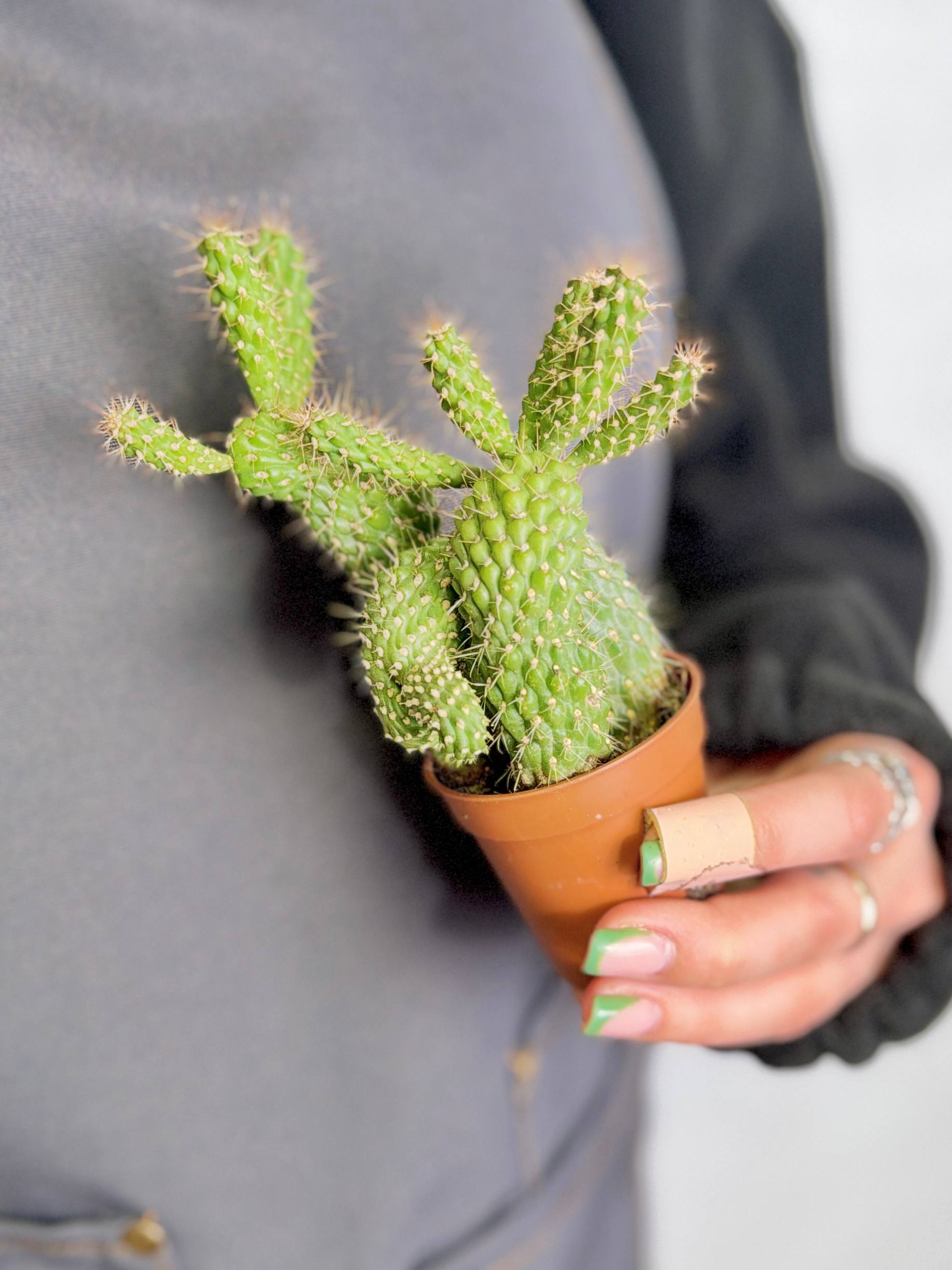 Опунция Фулгида (Opuntia Fulgida) D5см