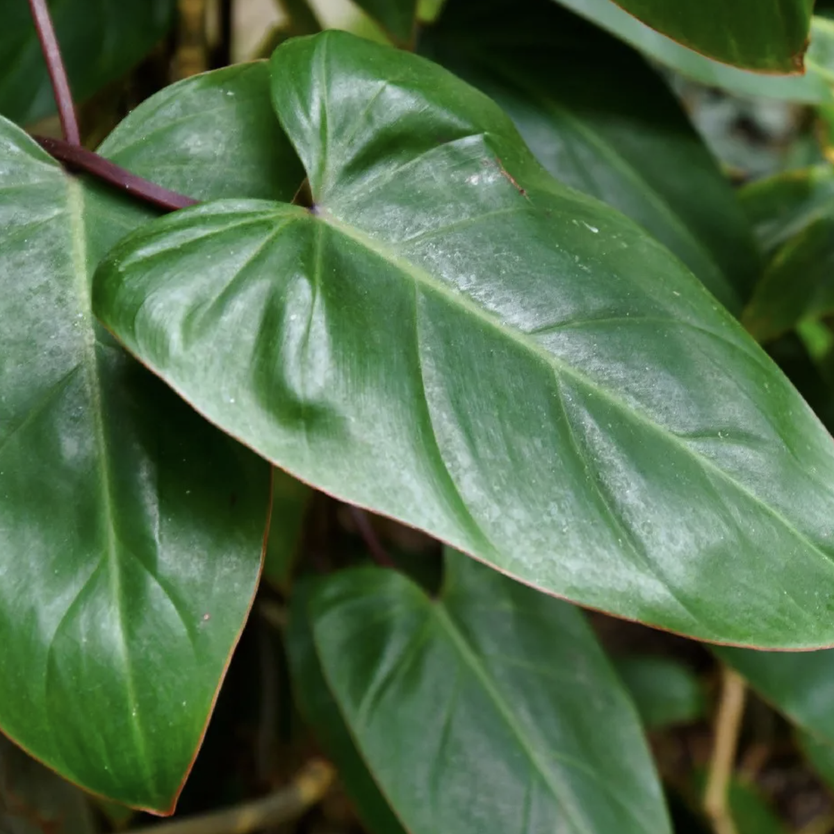 Филодендрон Эсмеральда (Philodendron Esmeralde) D6см