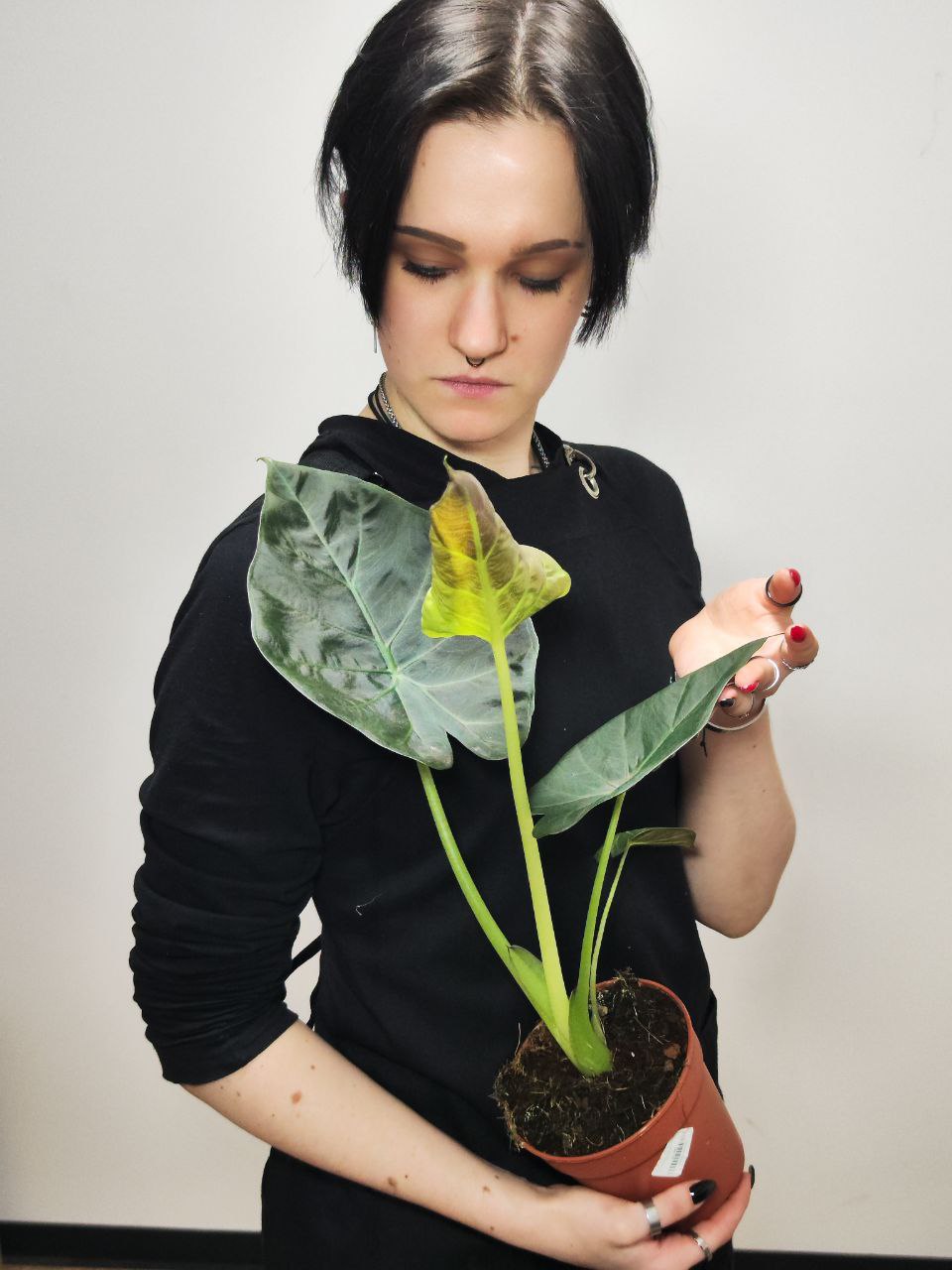 Алоказия Регал Шилдс (Alocasia ‘Regal Shields) D12см