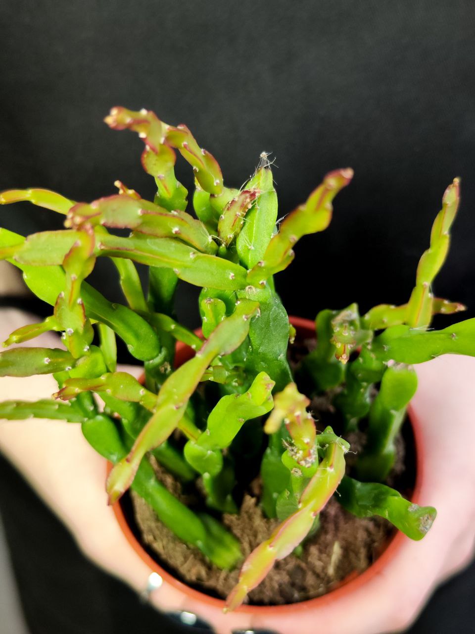 Рипсалис Парадокса (Rhipsalis Paradoxa) D8,5см