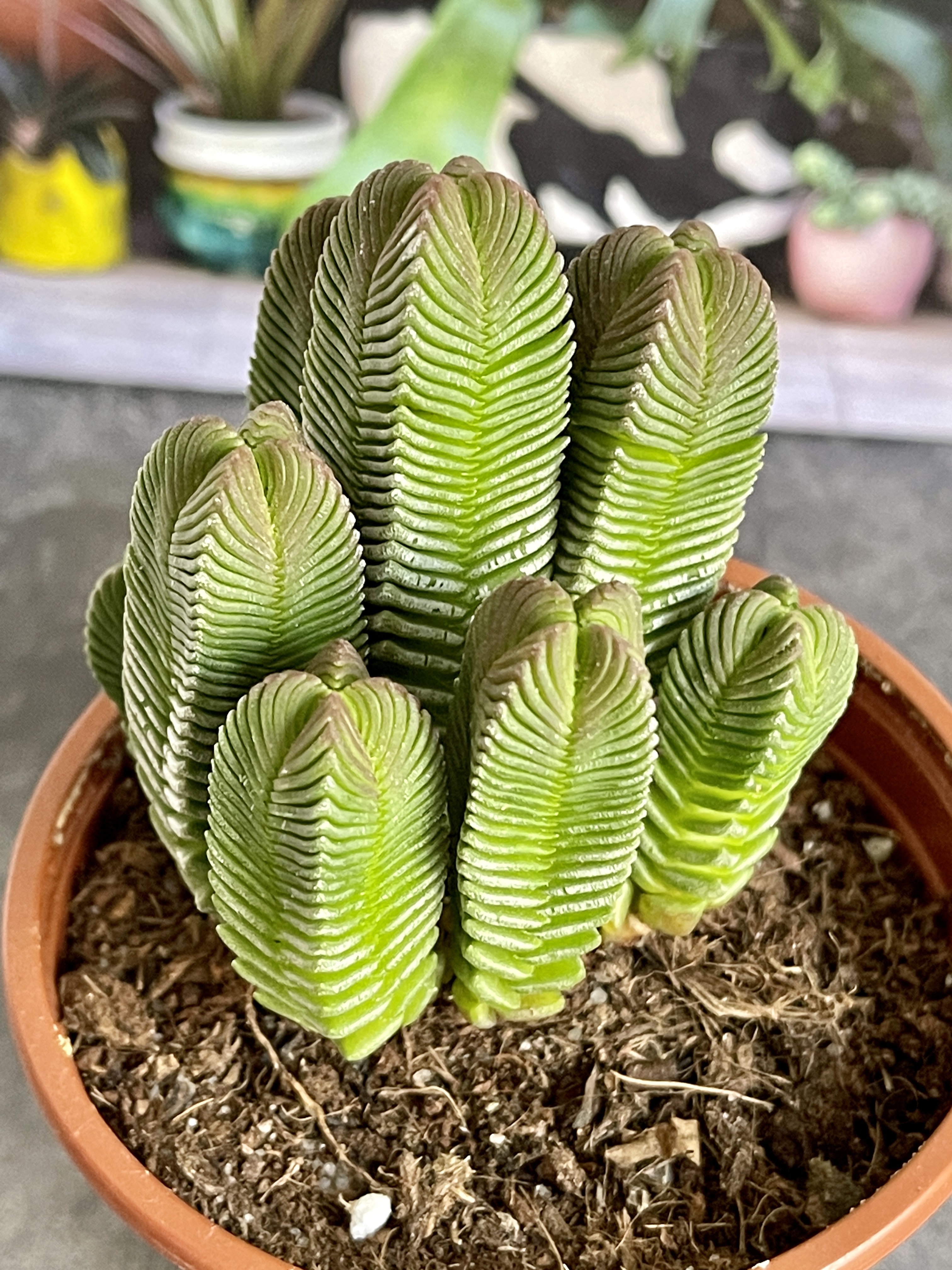 Крассула Пирамидалис (Crassula Pyramidalis) D8см