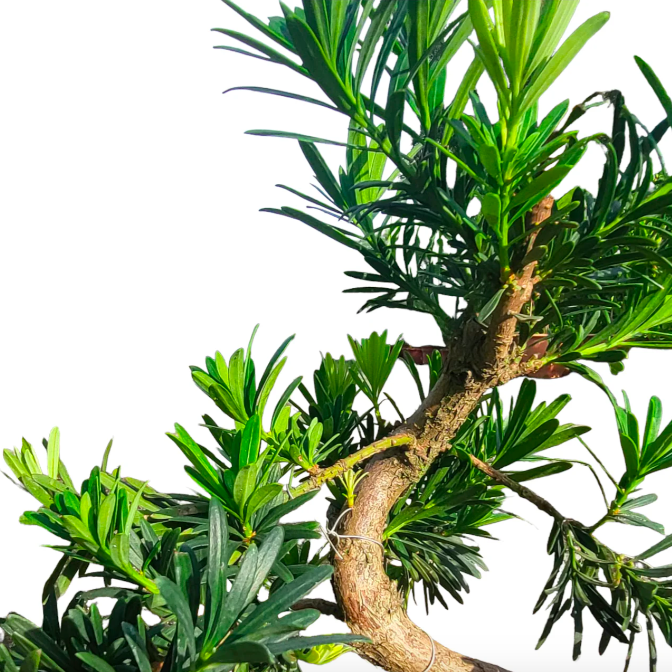Бонсай Подокарпус (Bonsai Podocarpus)