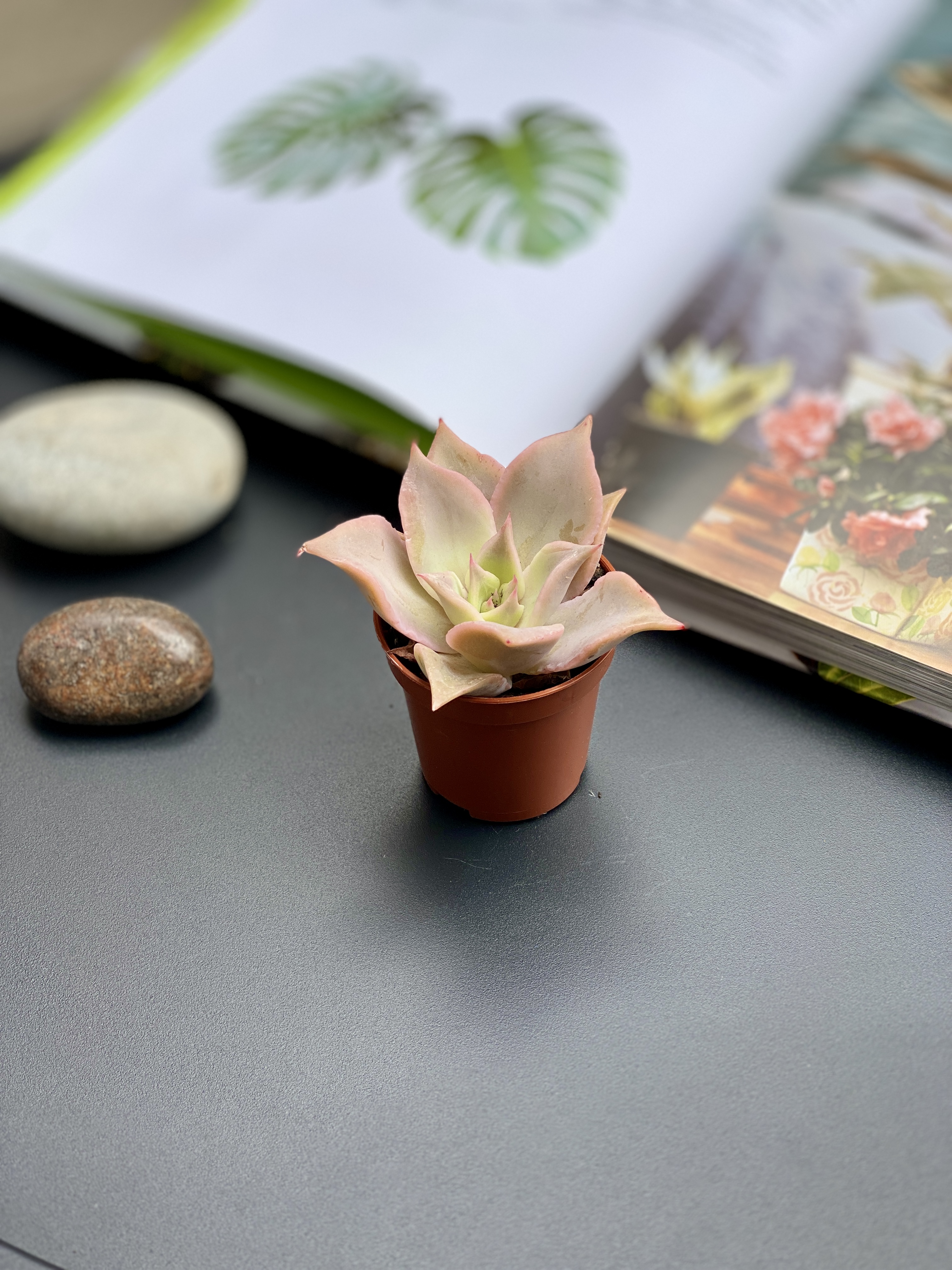 Эхеверия Мадиба (Echeveria Madiba) D5см