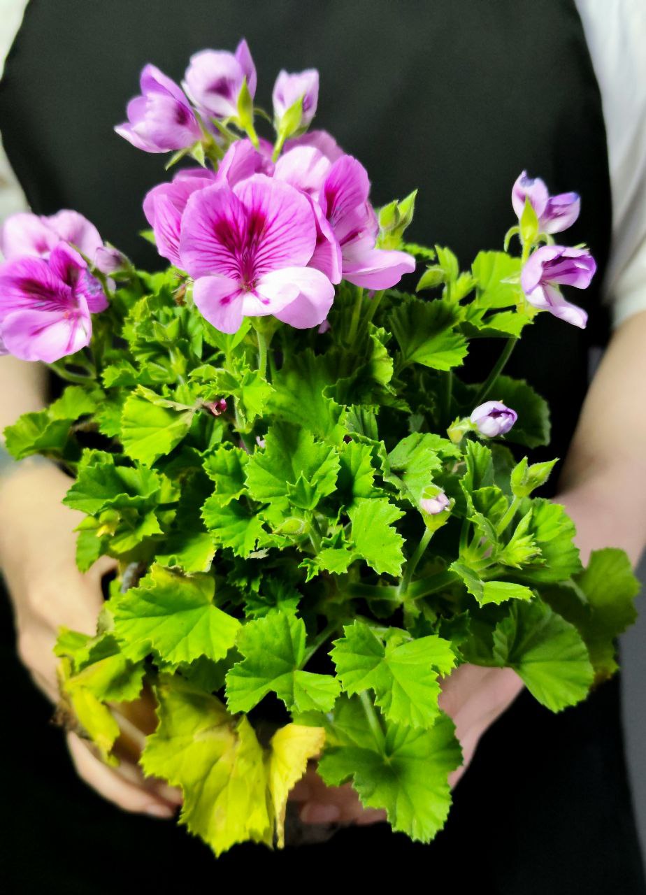 Герань, или Пеларгония Крупноцветковая (Pelargonium Grandiflorum) D12см