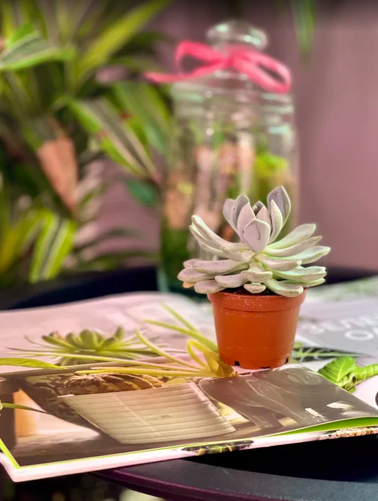 Пахифитум Брактеосум, или Прицветниковый (Pachyphytum Bracteosum) D5см