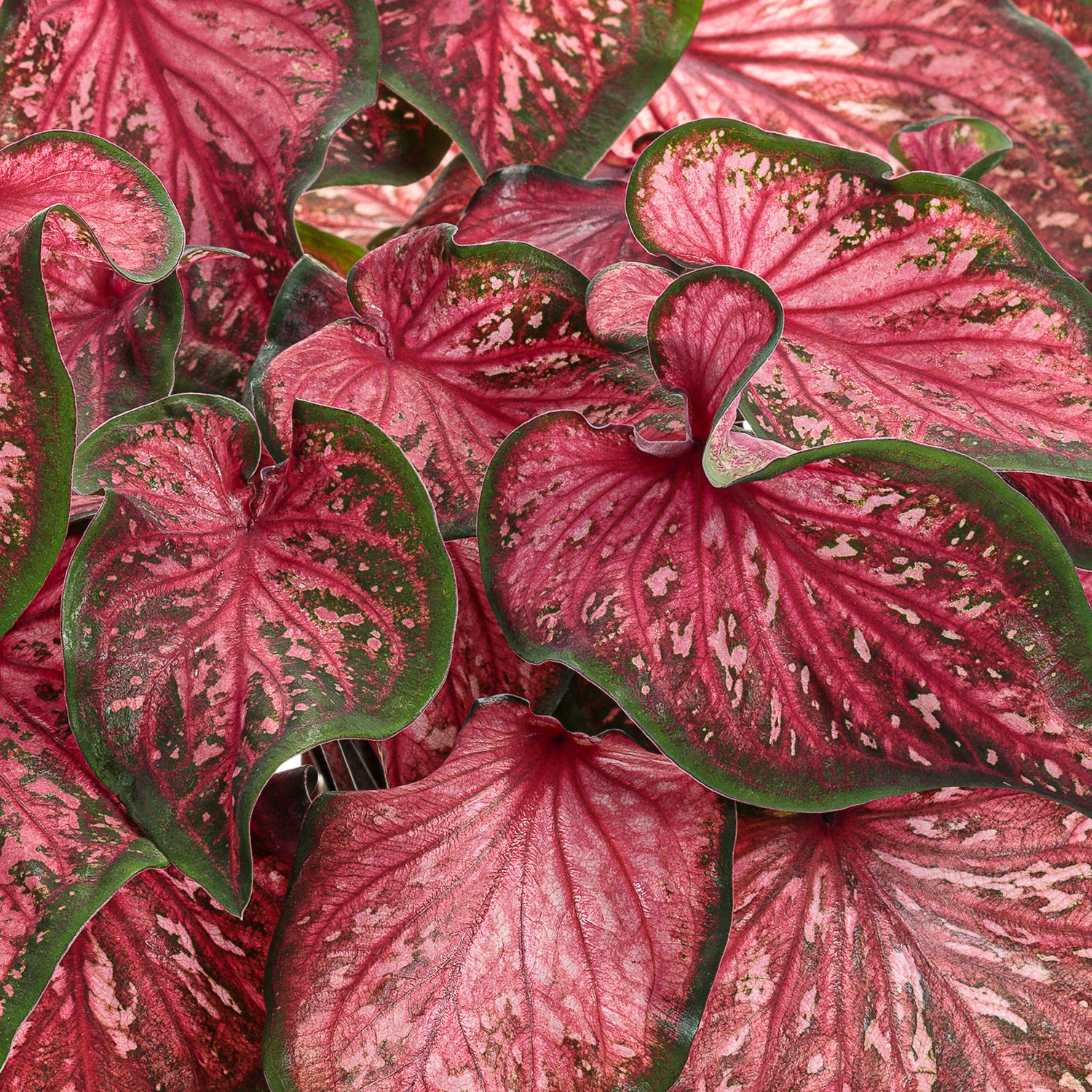 Каладиум Скарлет Флейм (Caladium Scarlet Flame) D12см