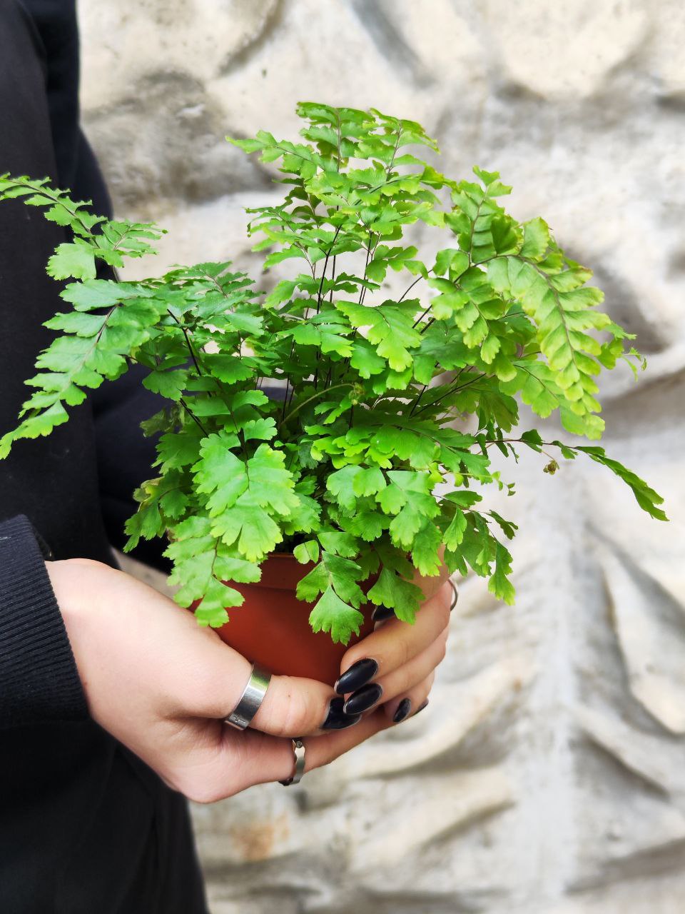 Адиантум Хиспидилум (Adiantum Hispidulum) D8,5см