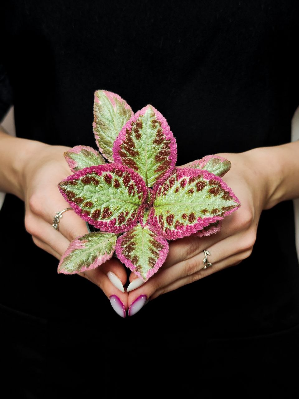 Эписция Пинк Брокадэ (Episcia Pink Brocade) D6см