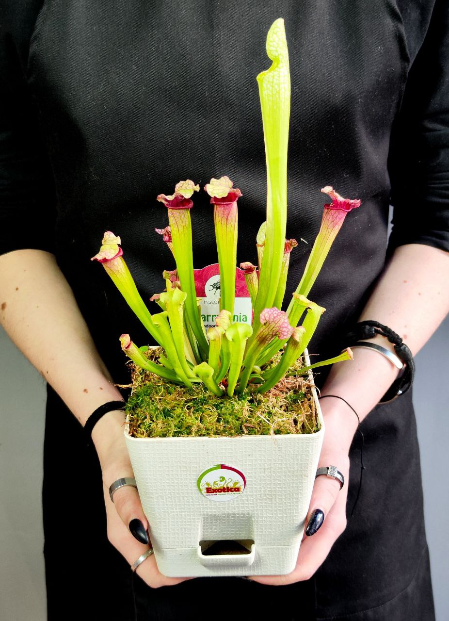 Саррацения Лейкофилла Красная (Sarracenia Leucophylla Red) пересаженная D12см