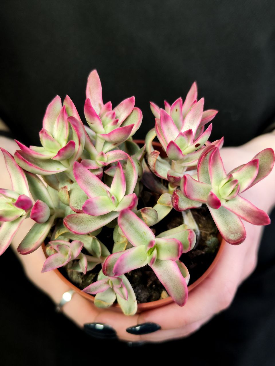 Крассула Рубрикаулис (Crassula Rubricaulis) D8,5см