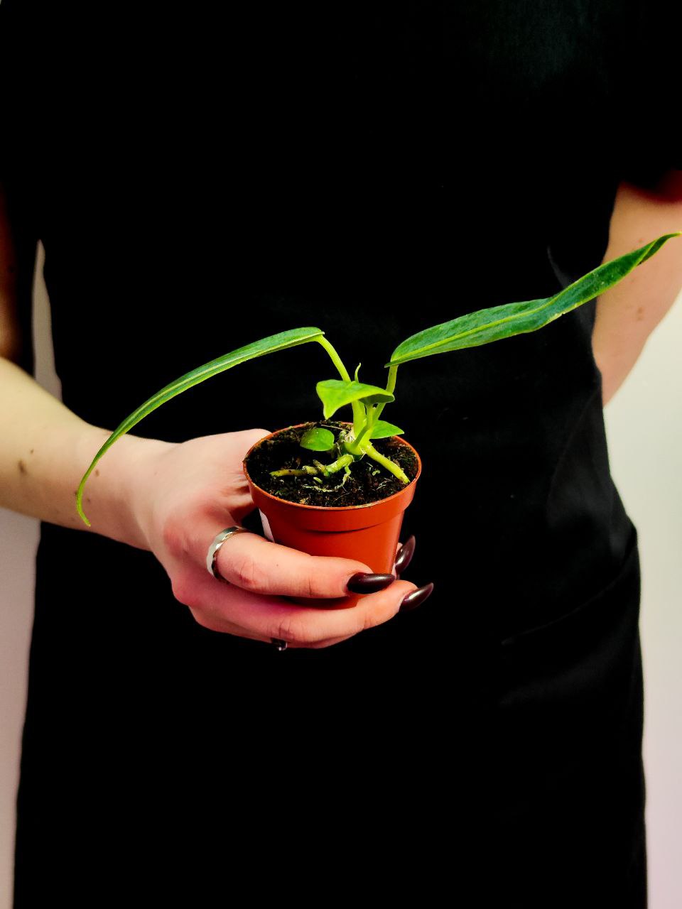 Антуриум Варока (Anthurium Warocqueanum) D6см
