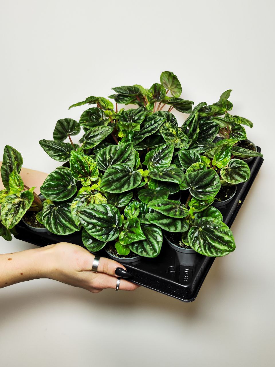 Пеперомия Буэнос Айрес (Peperomia Buenos Aires) D6см