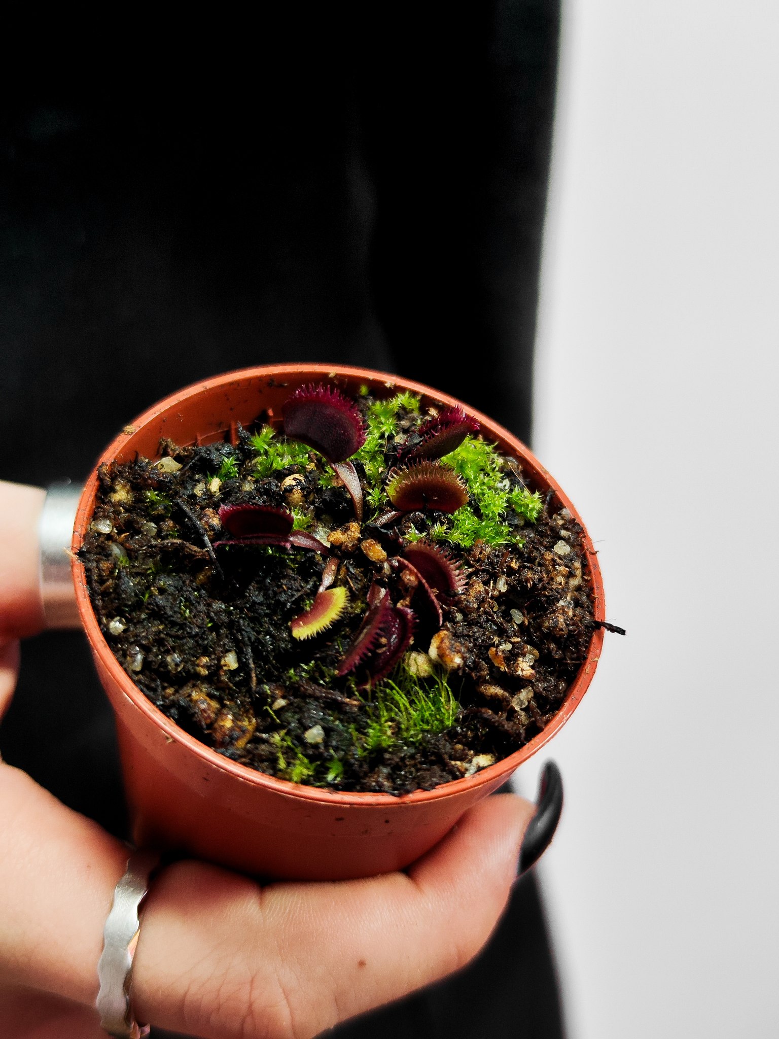 Венерина Мухоловка "Красная Пилообразная" (Dionaea Muscipula "Red Sawtooth") D5см
