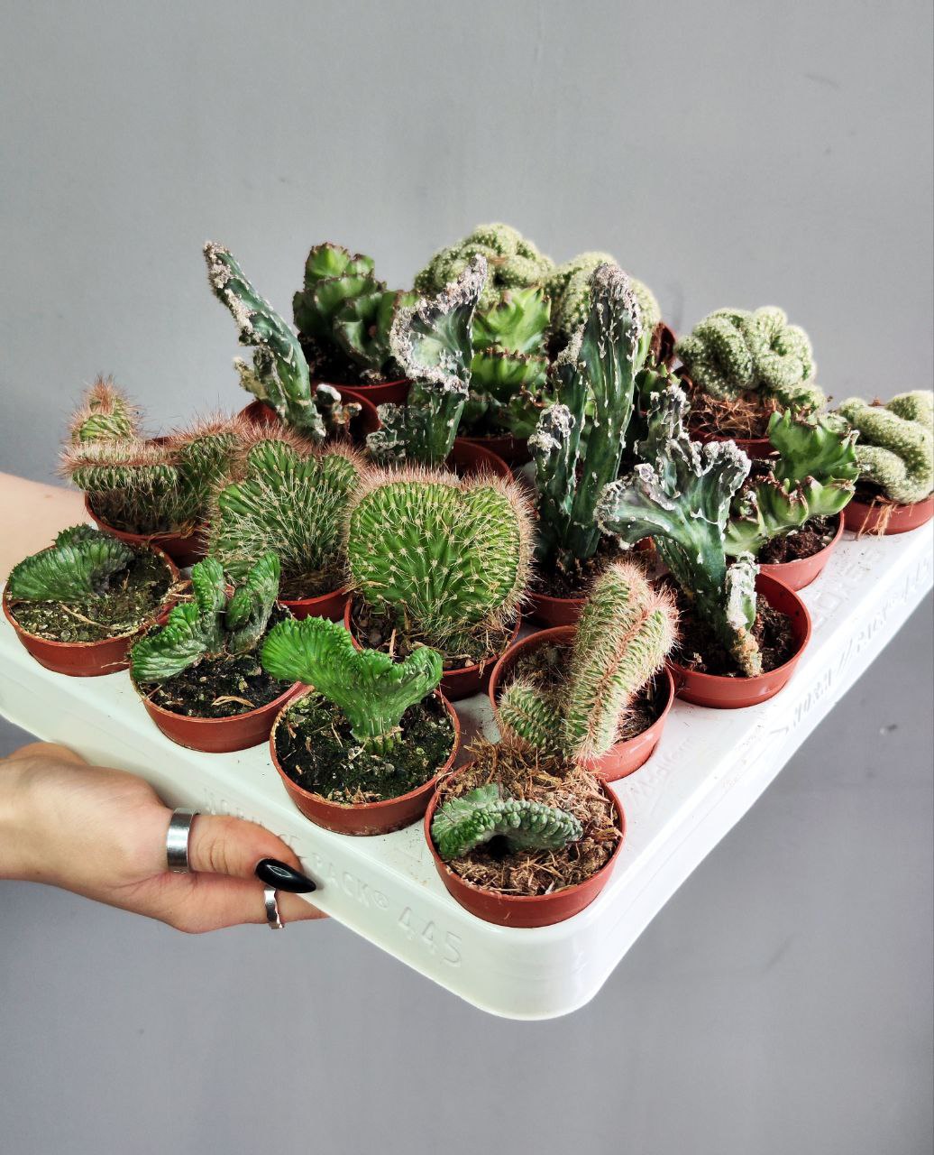 Кактус Маммиллярия Кристата Микс (Cactus Mammillaria Crestata Mix) D5см
