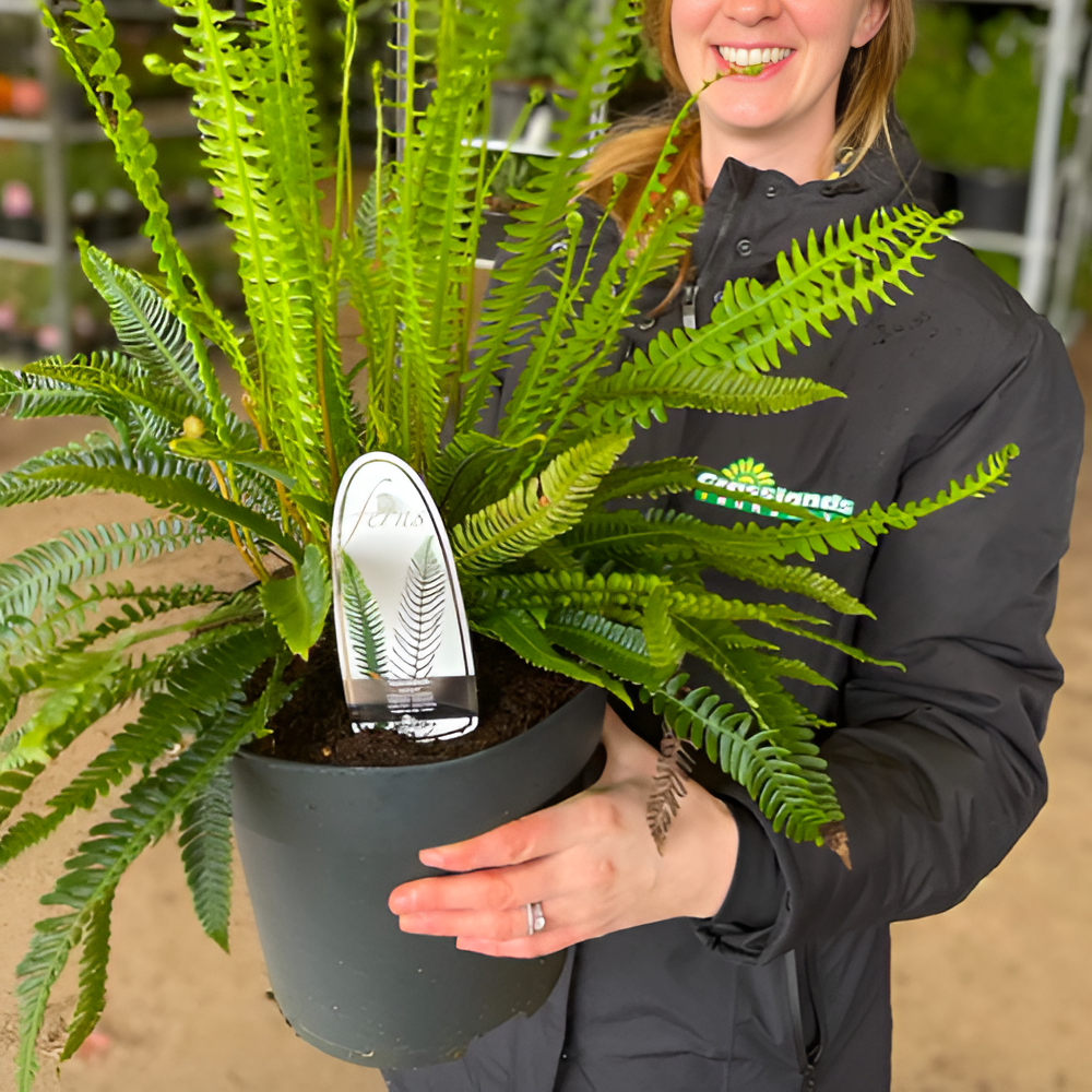Папоротник Дербянка Колосистая (Blechnum Spicant) D6см