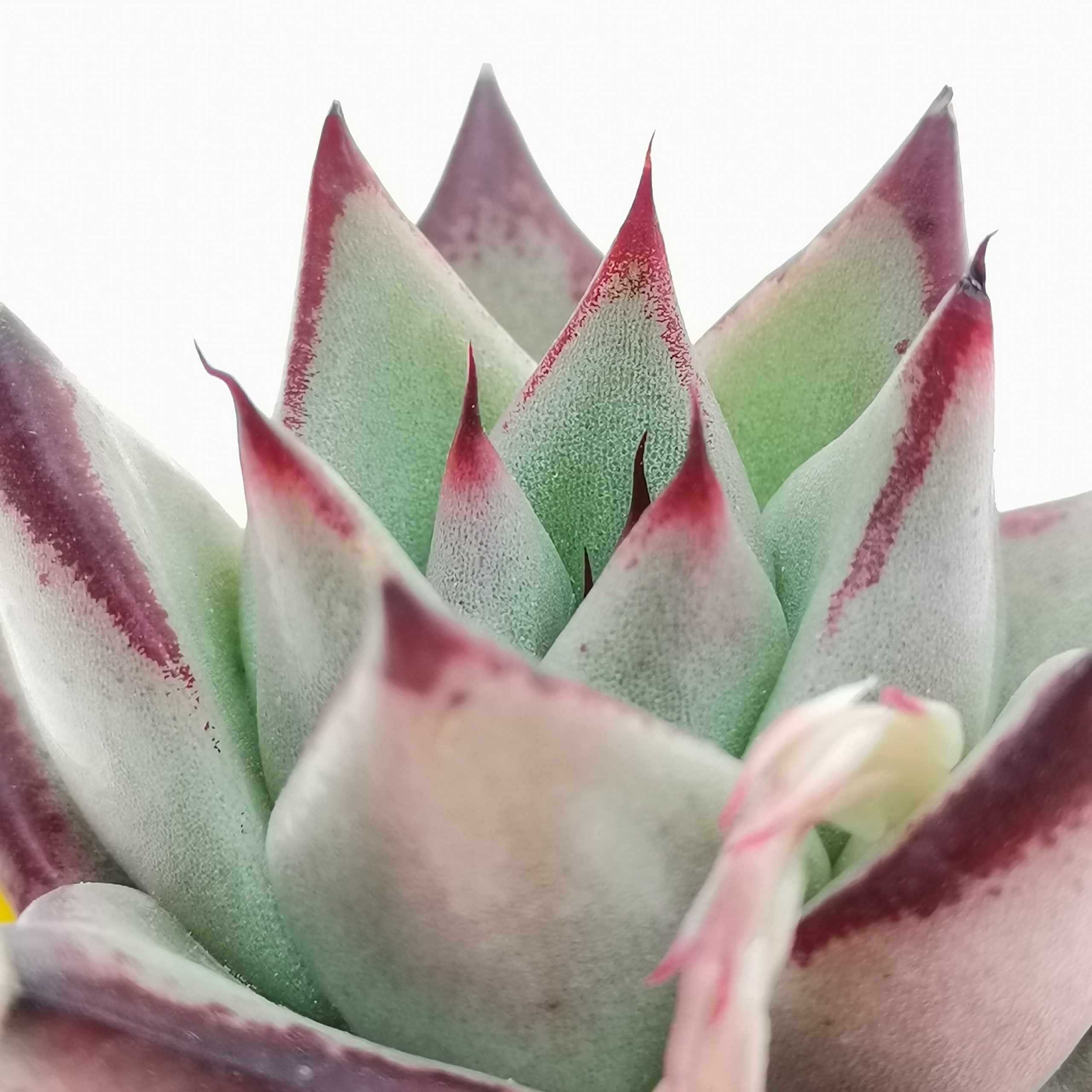 Эхеверия «Агавоидес Эбони» (Echeveria Agavoides Ebony) D5см