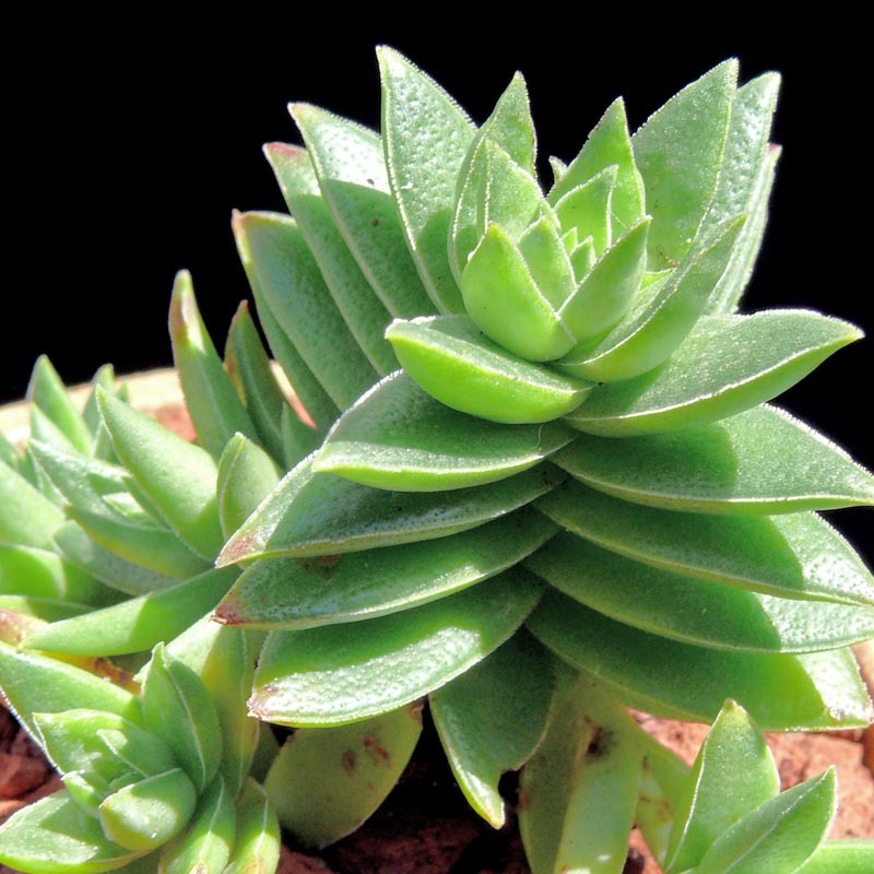 Крассула Капителла Зеленая (Crassula Capitella Green) D5см