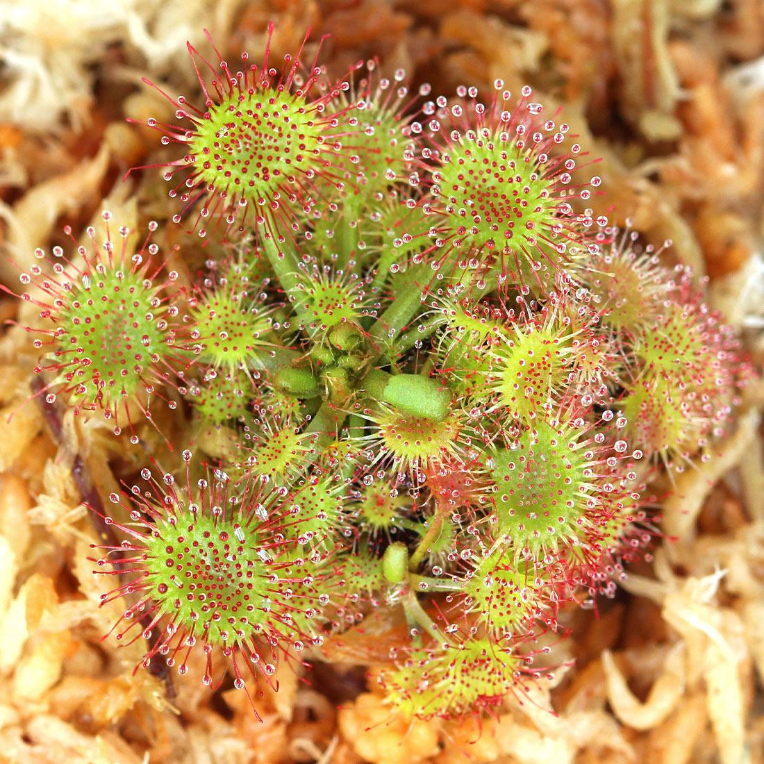 Росянка Круглолистная (Drosera Rotundifolia) D9см