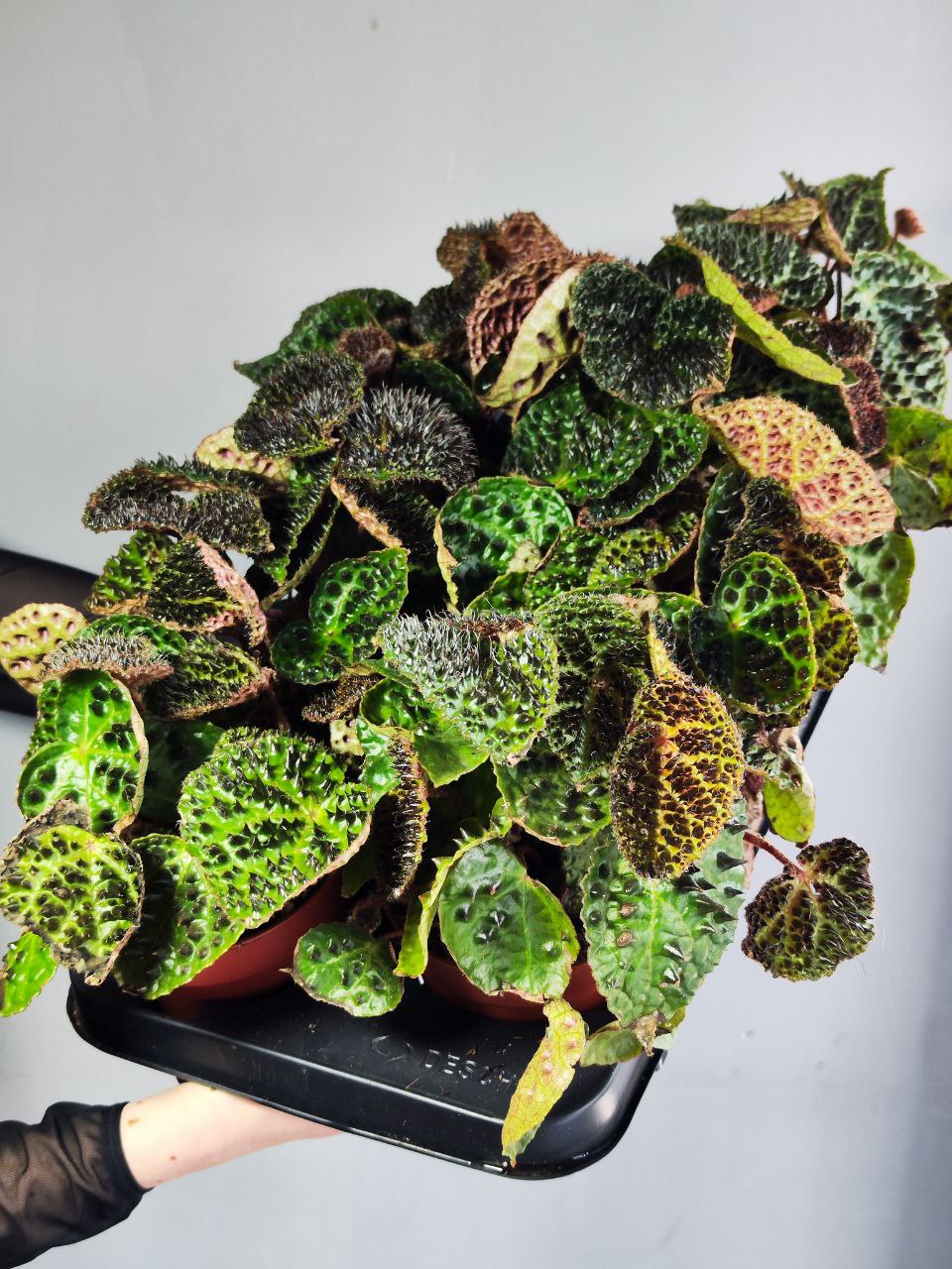 Бегония Ферокс, или Бегония Тролль (Begonia Ferox Troll) D12см