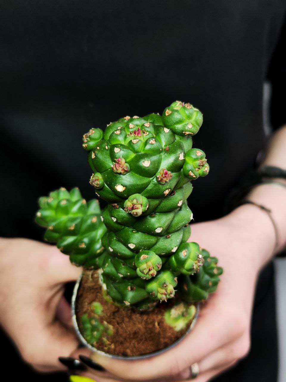 Эуфорбия (Молочай) Ричи, или Монадениум Ричи (Euphorbia Ritchiei) D6см