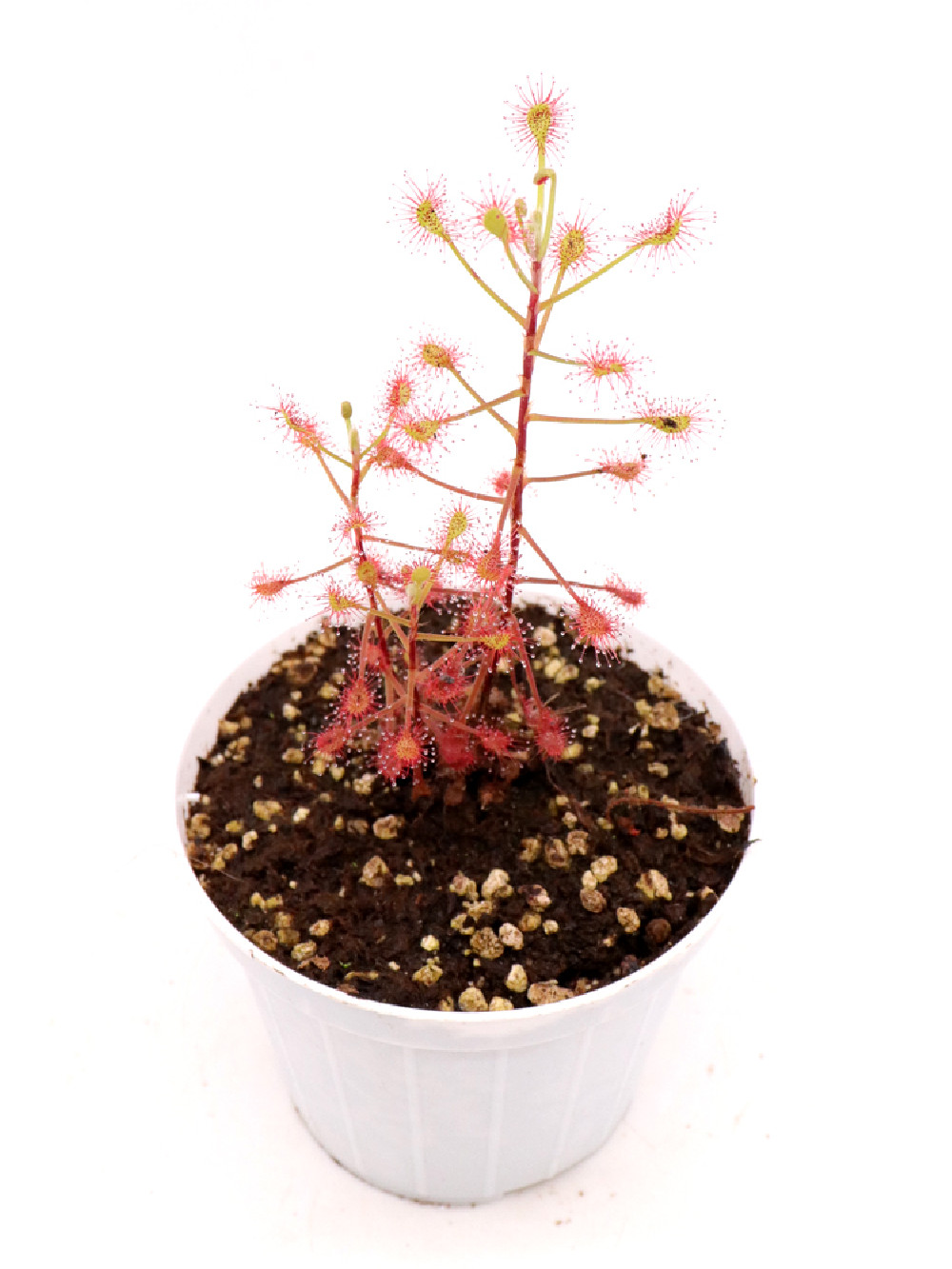 Росянка Мадагаскарская (Drosera Madagascariensis) D9см