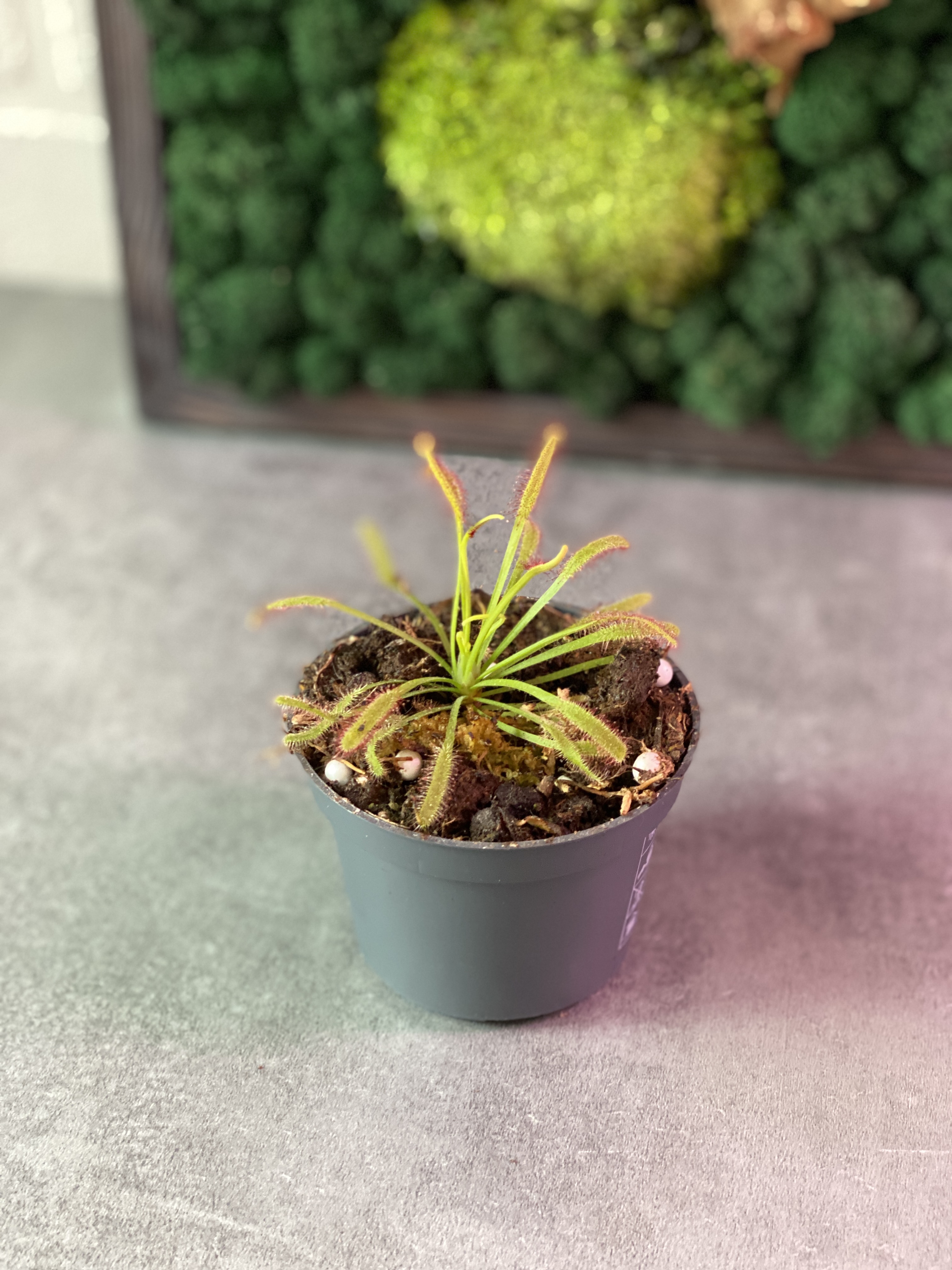 Росянка Капская (Drosera Capensis) D5см