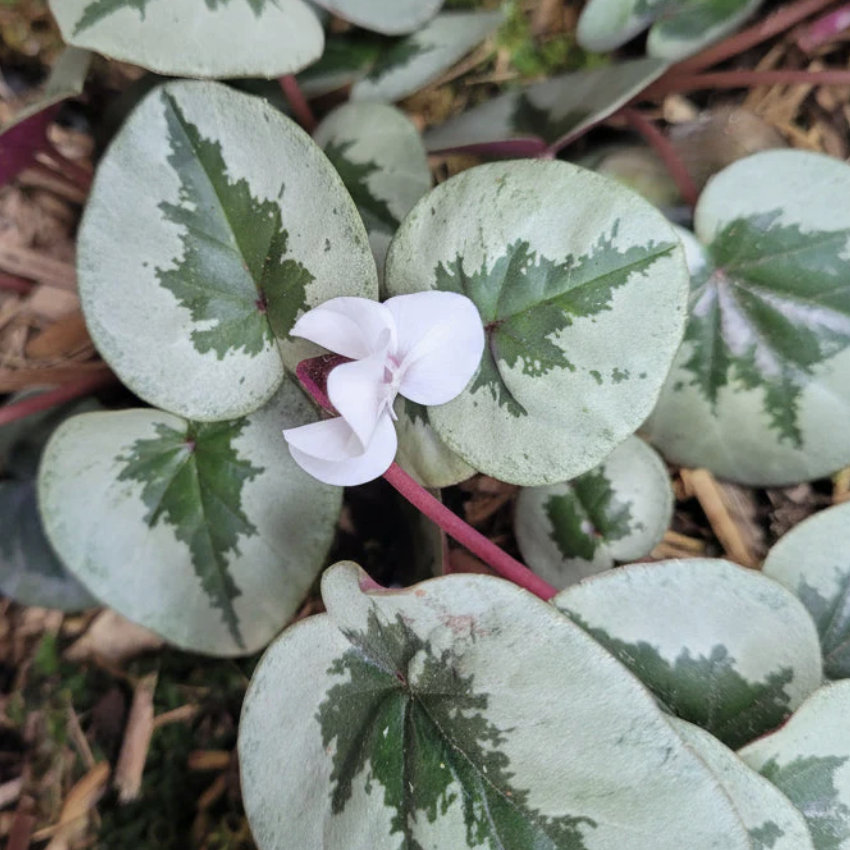Цикламен Косский Серебристо - Белый (Cyclamen Coum Silverleaf White) D8см