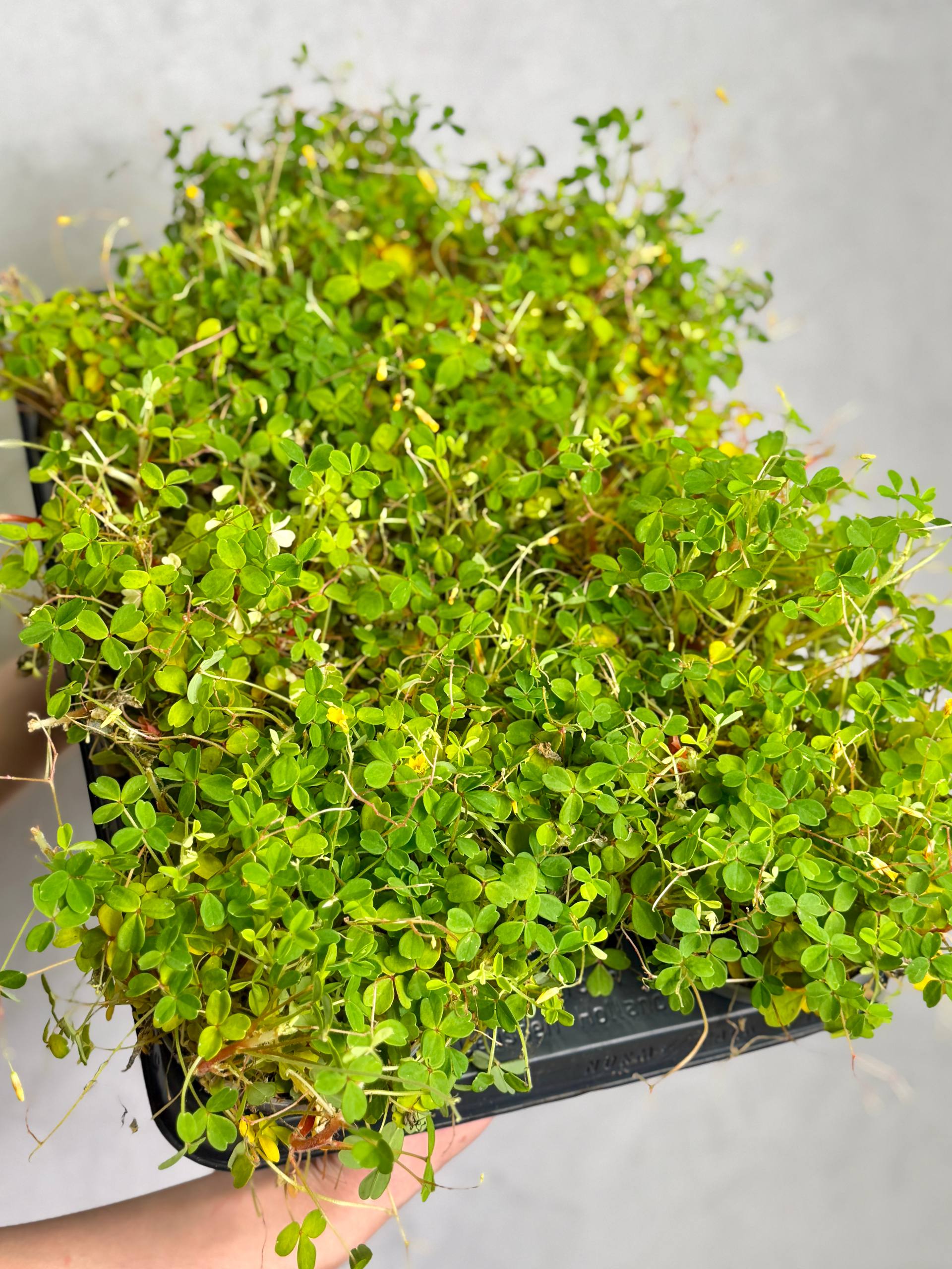 Оксалис Мегалориза, или Кислица Крупнокорневищная (Oxalis Megalorrhiza) D10см