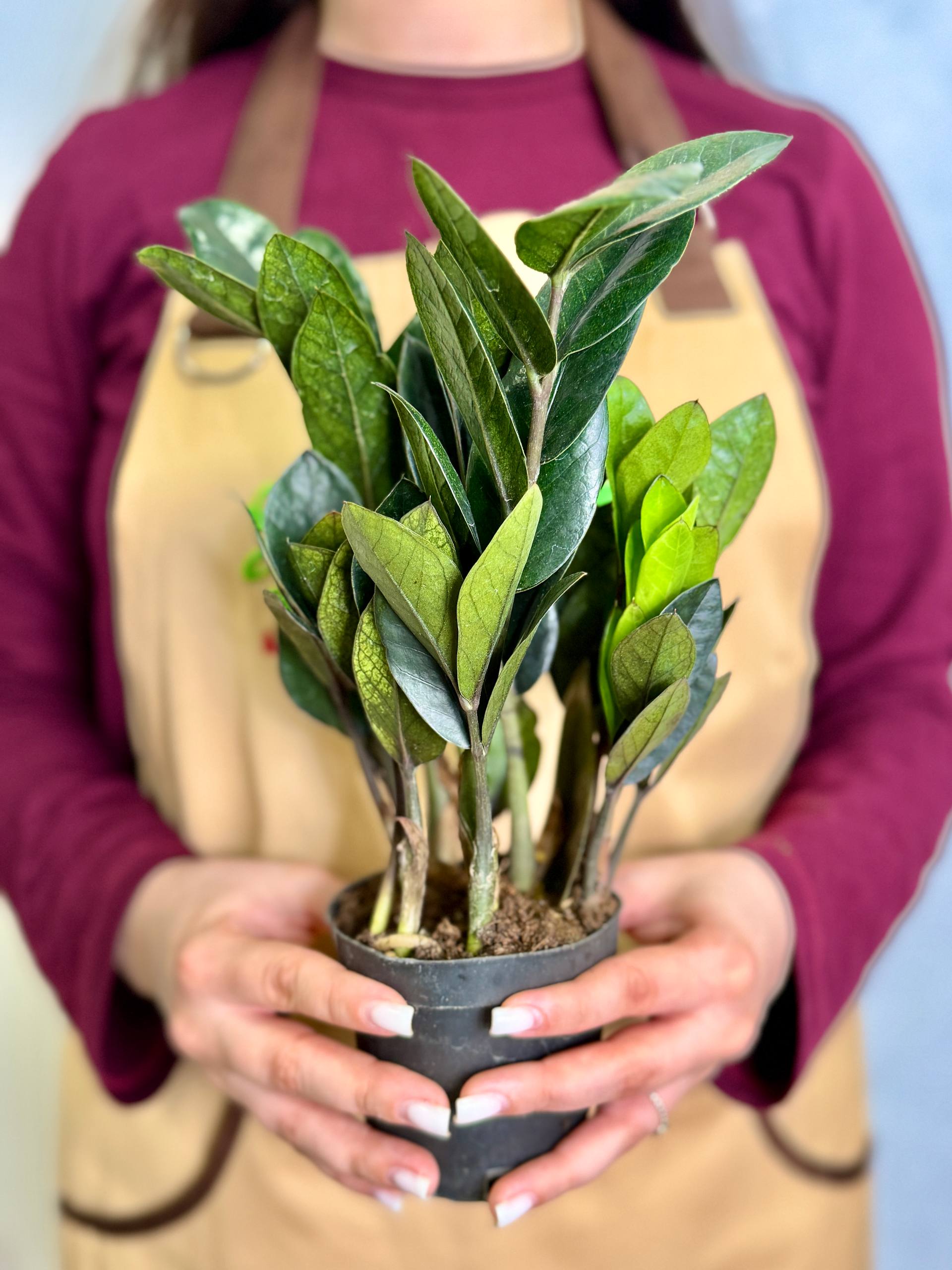Замиокулькас Равен (Zamioculcas Raven) D9см
