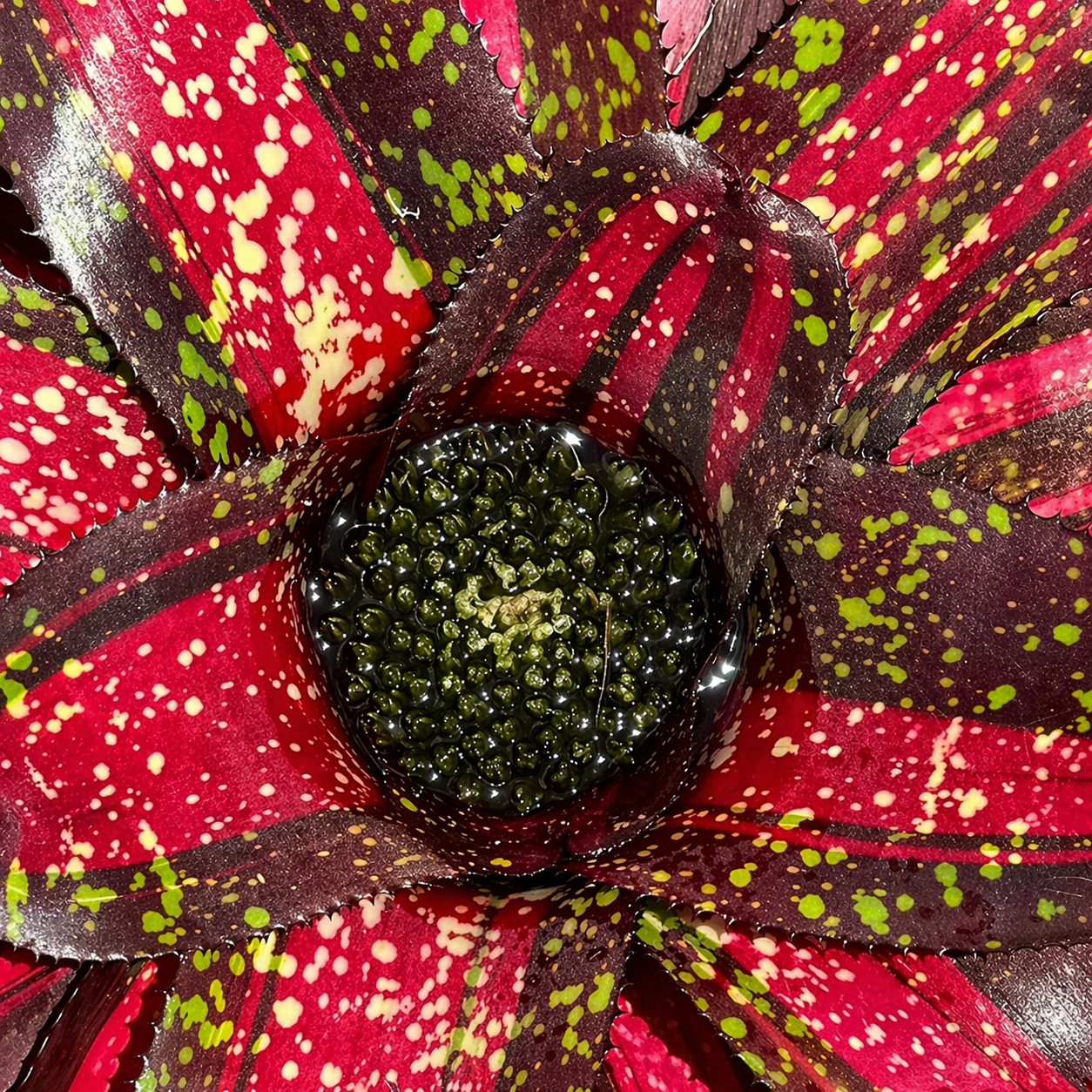 Неорегелия Галакси (Neoregelia Galaxy) D12см