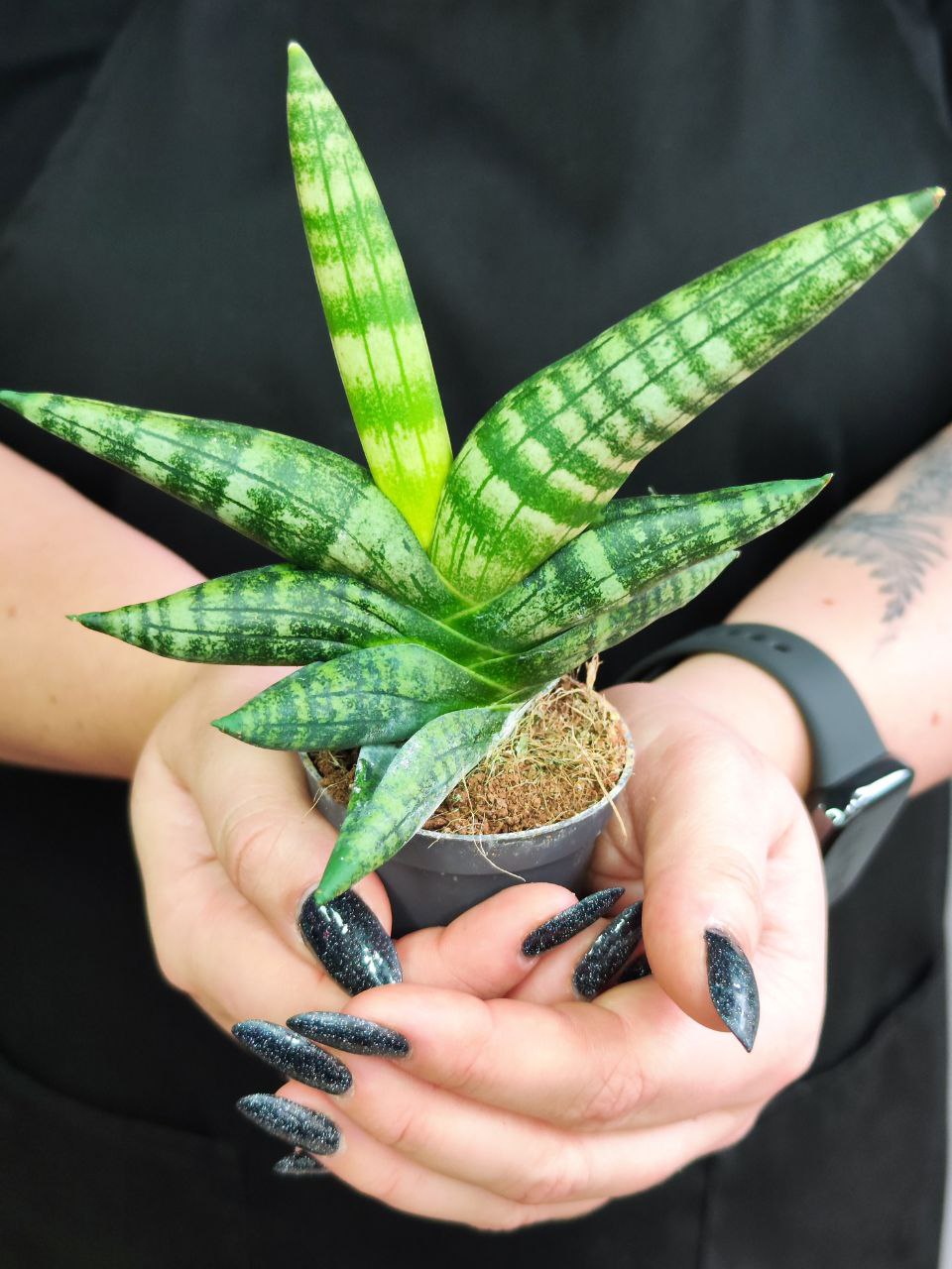 Сансевиерия Цилиндрика Бонцелленсис (Sansevieria Boncellensis) D6см