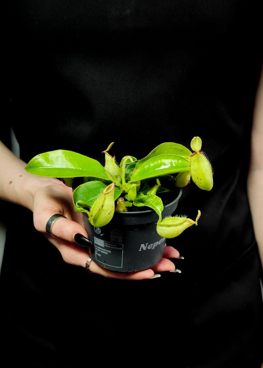 Непентес Марбл Хукериана (Nepenthes Hookeriana Marble) D9см