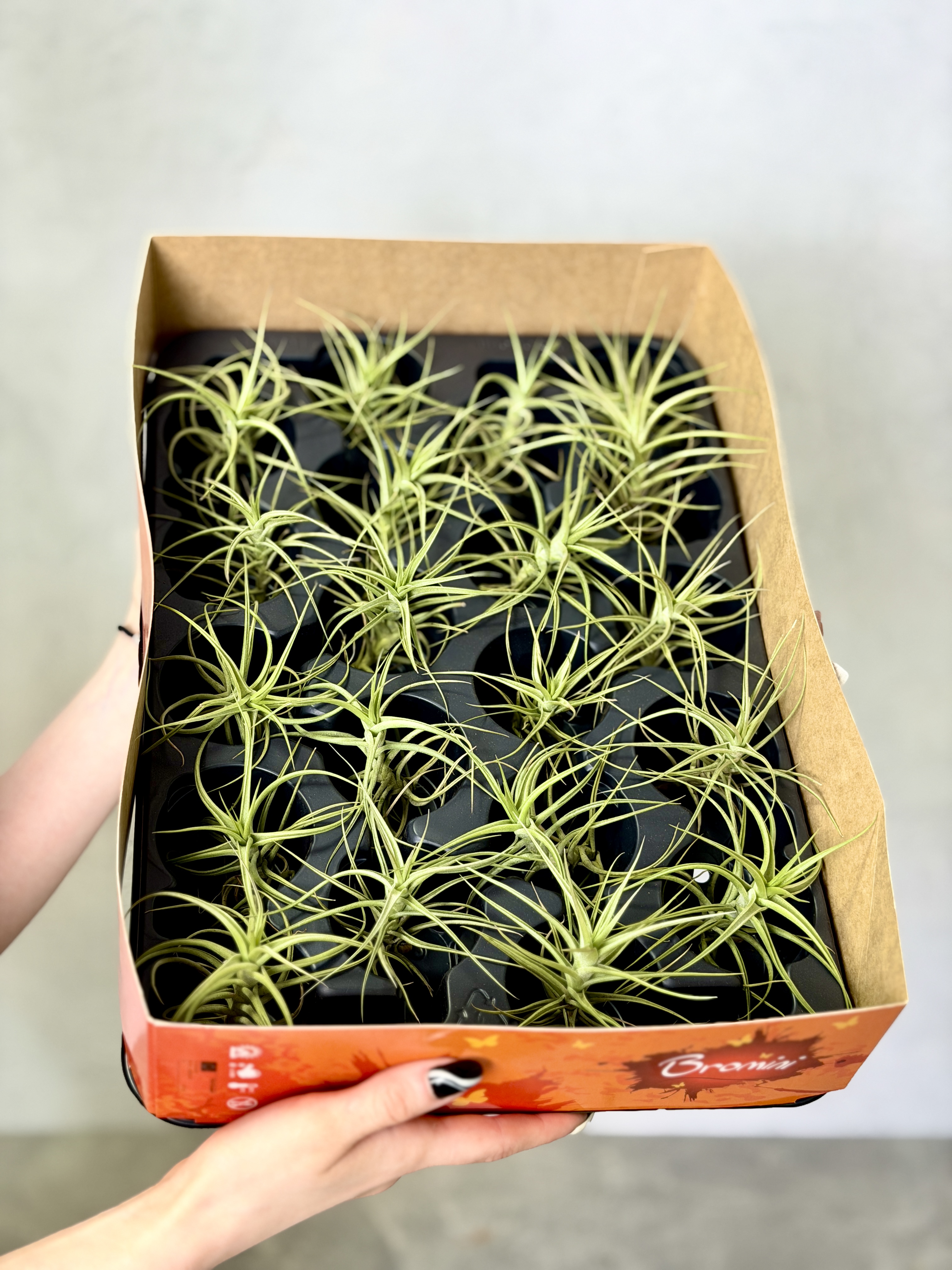 Тилландсия Бергери (Tillandsia Bergeri)