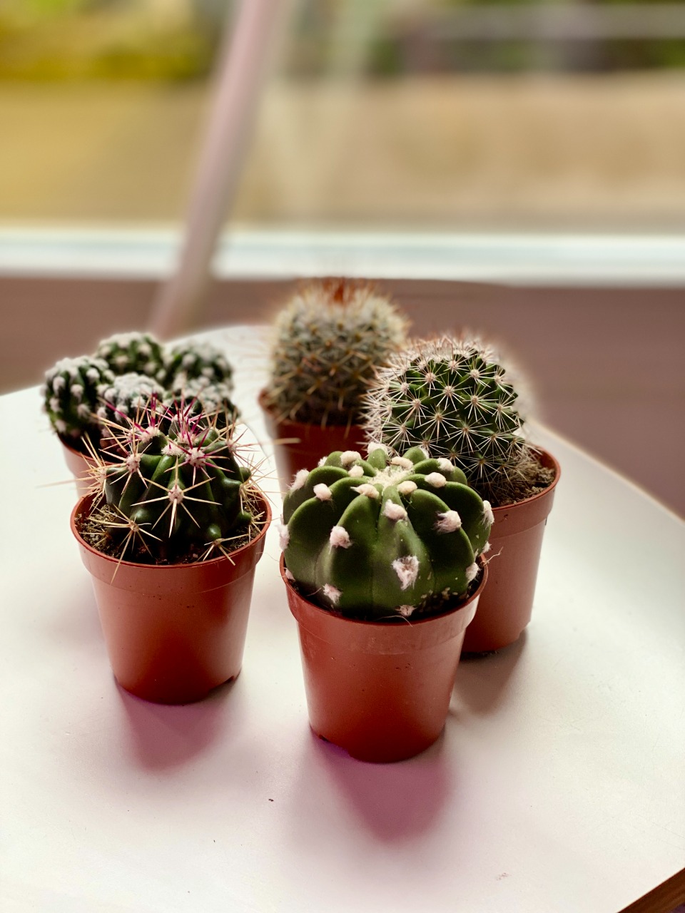 Кактус Округлый (Cactus Mix) D5см