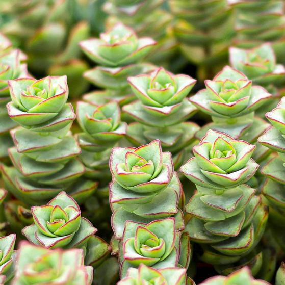 Крассула Перфората Мэджик (Crassula Perforata Magic) D5см