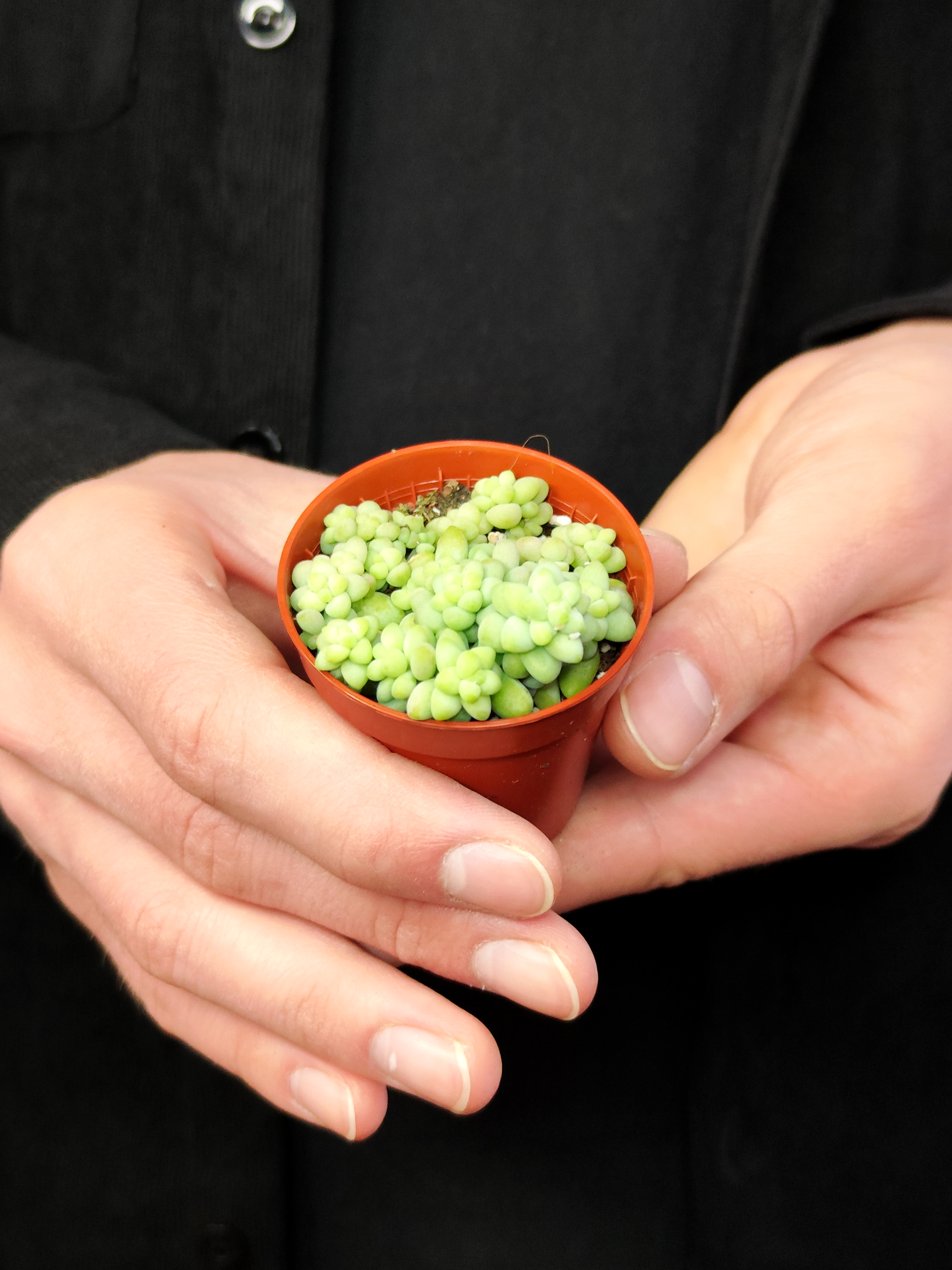Седум Буррито Мини (Sedum Burrito Mini) D5см
