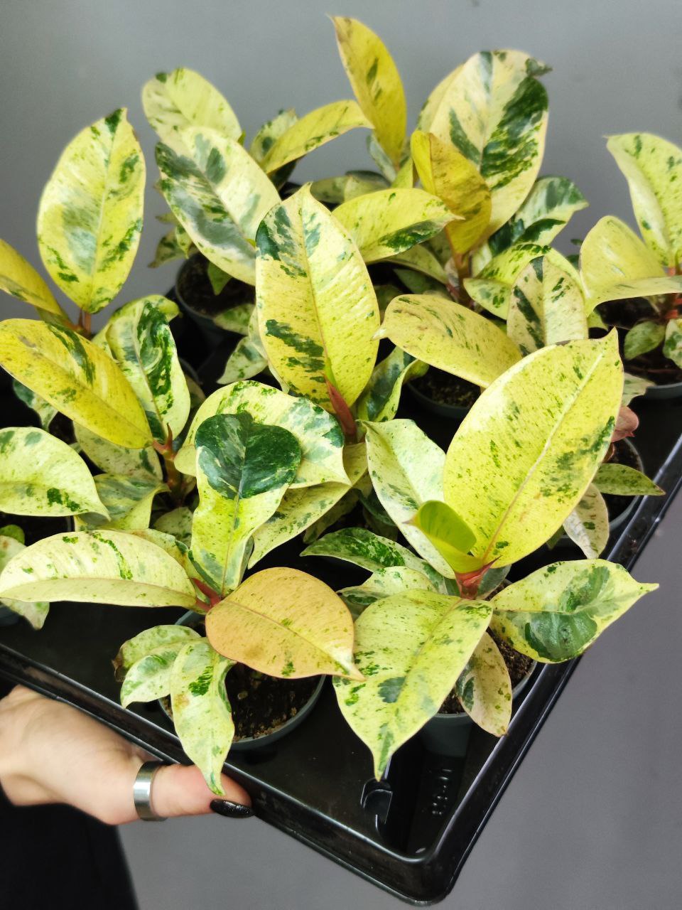 Фикус Эластика Шривериана (Ficus Elastica Shivereana) D6см