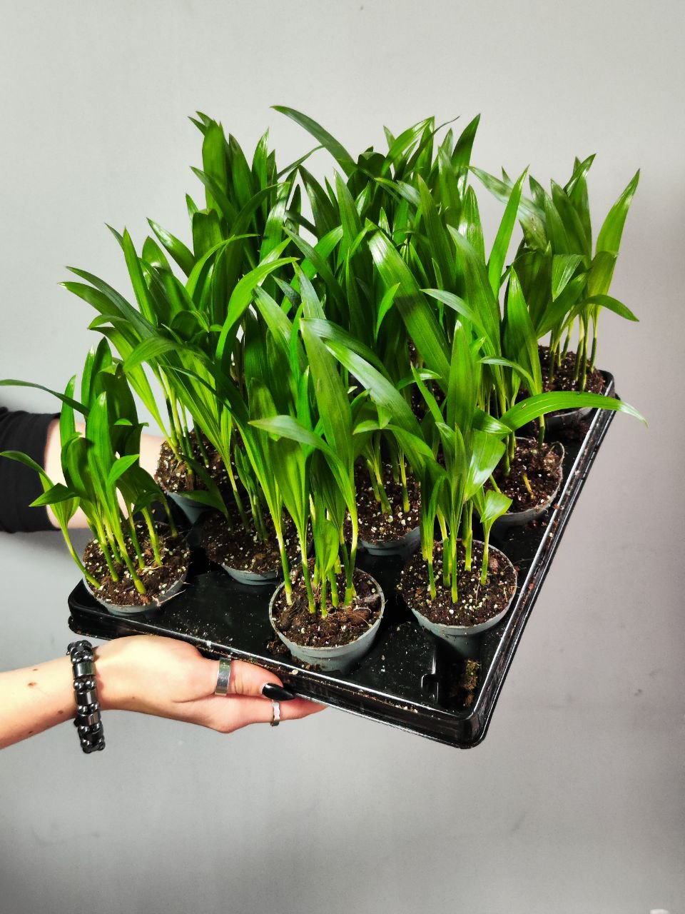Пальма Дипсис Желтоватый (Dypsis Lutescens) D6см
