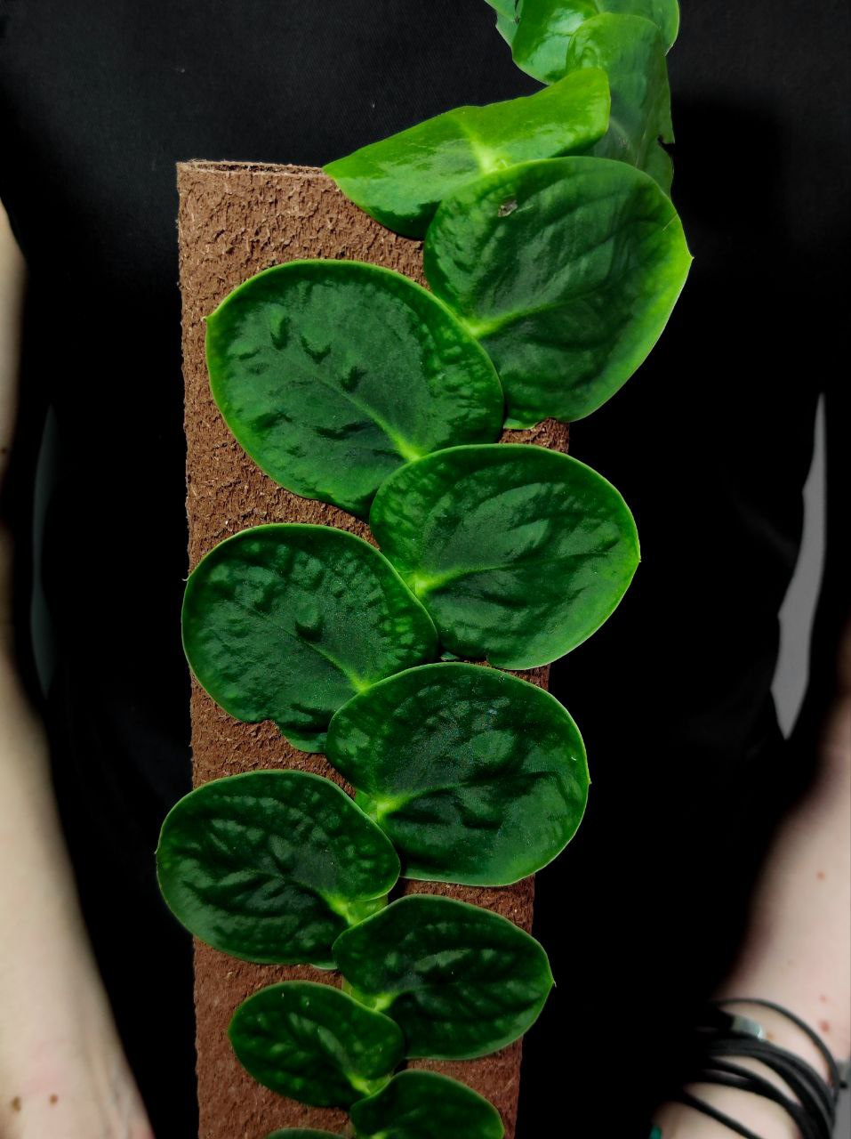Рафидофора Целатокаулис (Rhaphidophora Celatocaulis) D14см