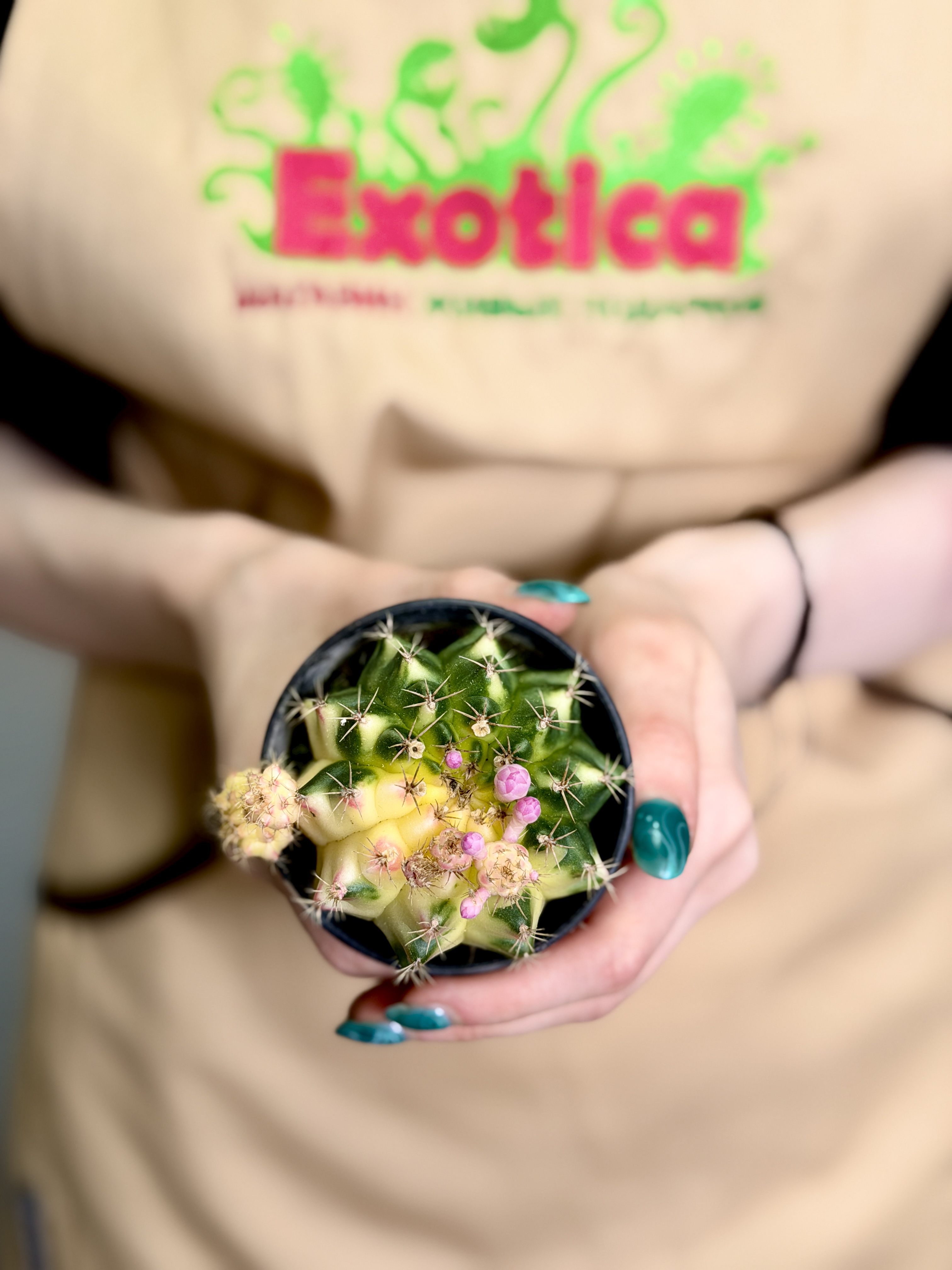 Гимнокалициум Михановича Вариегатный Желтый (Gymnocalycium Mihanovichii Variegata Yellow) D7см