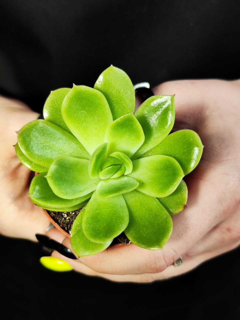 Эхеверия Гилва Грин (Echeveria Gilva Green) D5см