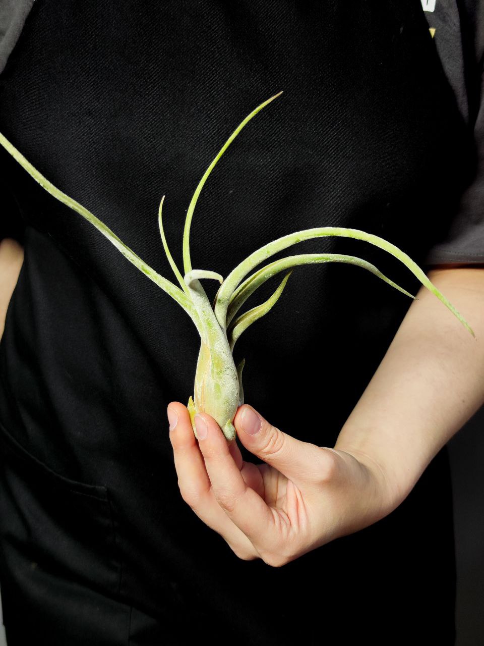 Тилландсия Голова Медузы Большая (Tillandsia Caput Medusae Magnus)