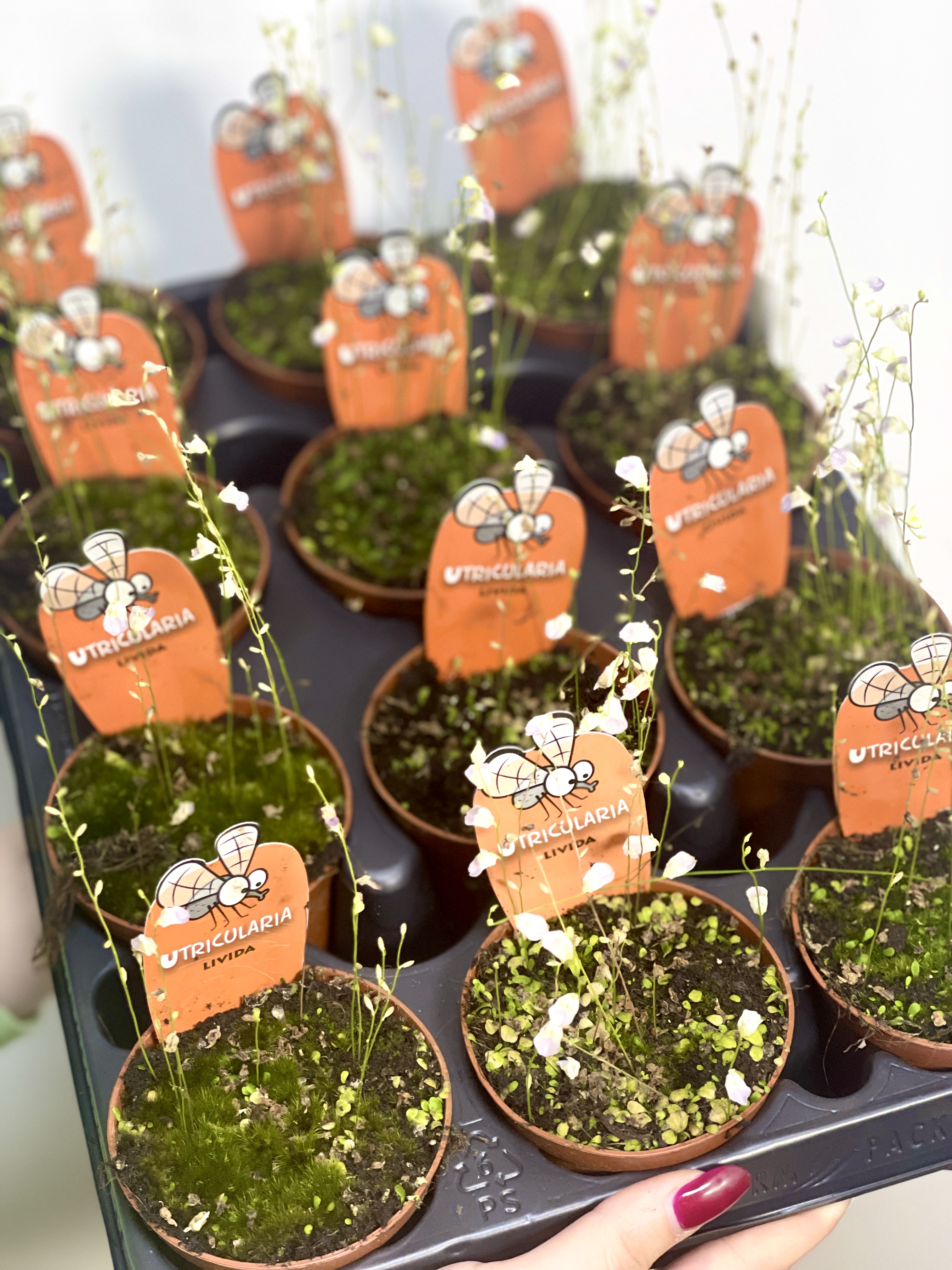 Пузырчатка Свинцовая, или Утрикулярия Ливида  (Utricularia Livida) D9см